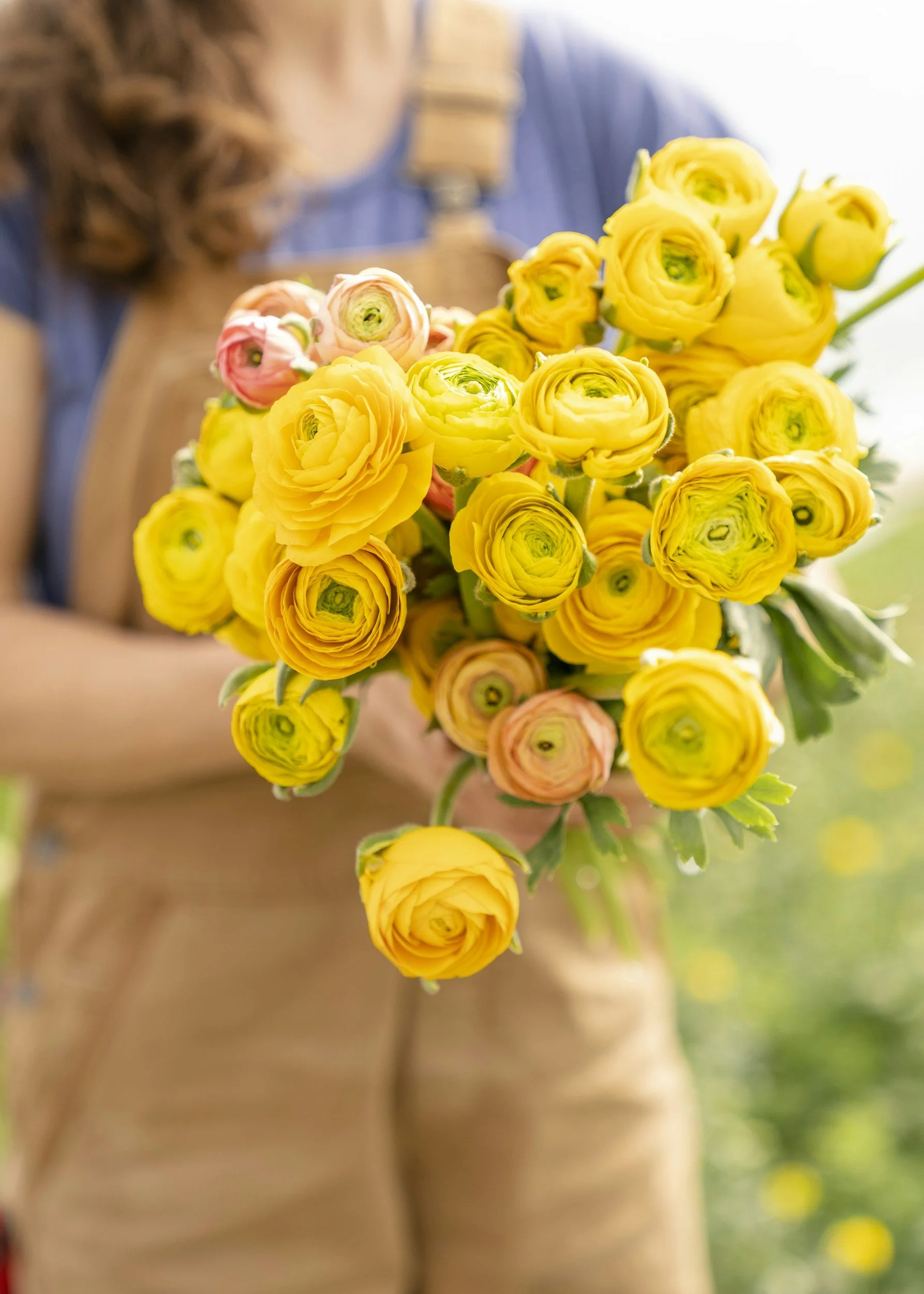 Person holding a bouquet of yellow and pink ranunculus flowers, with the person's torso and blurred background visible.