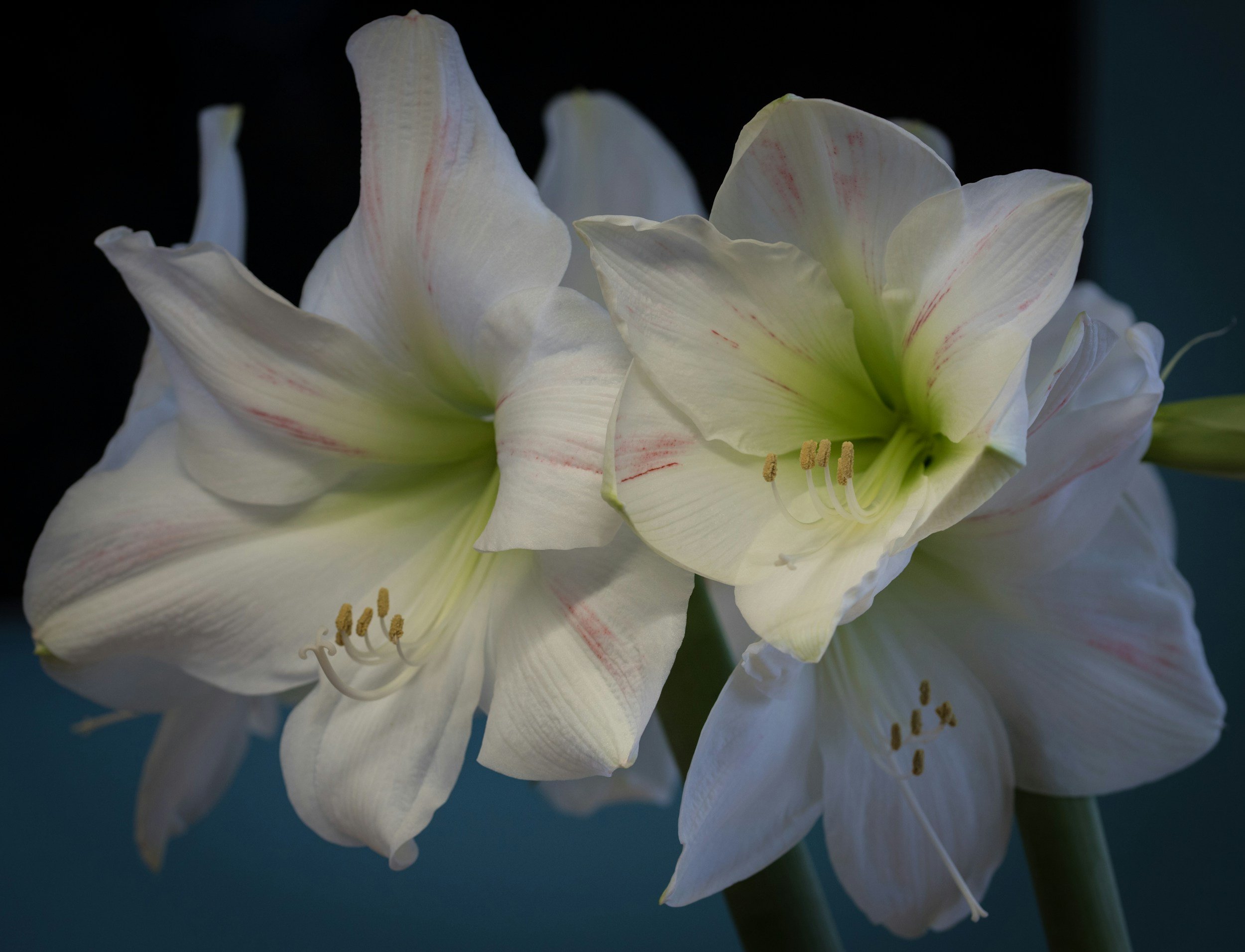 Close-up of white amaryllis flowers with pink streaks against a dark background.
