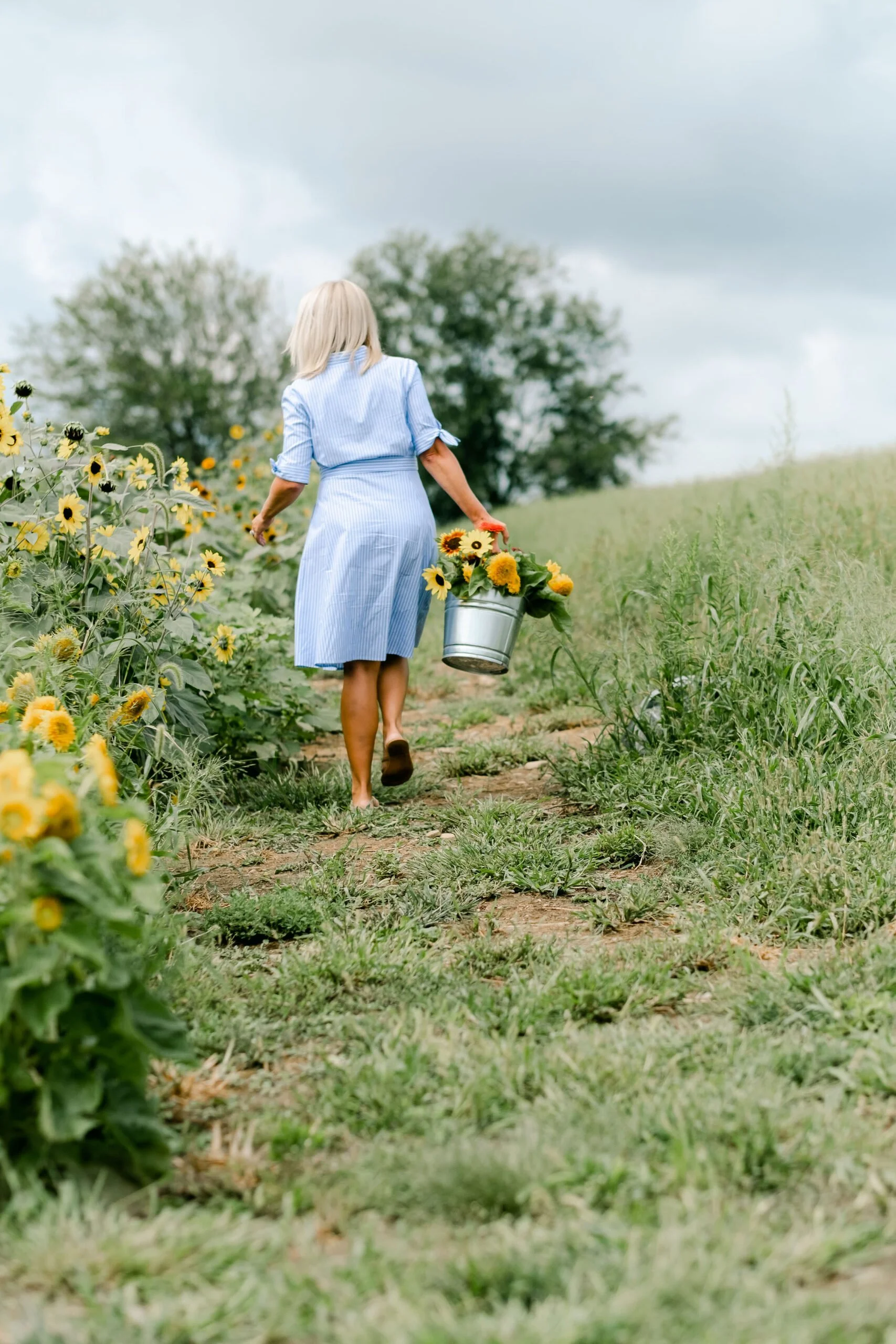 A woman in a blue striped dress walking along a dirt path in a sunflower field, carrying a bucket of sunflowers.