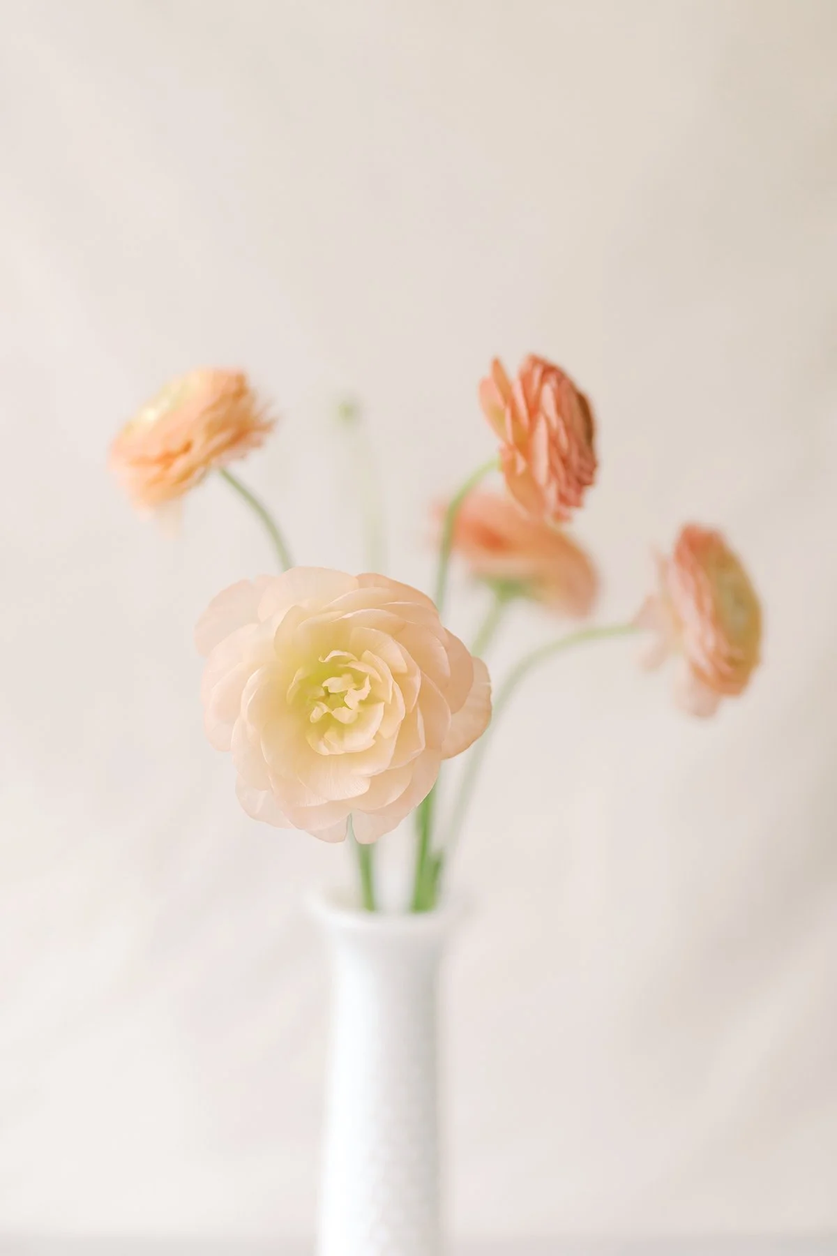 A white vase with pale pink and peach ranunculus flowers against a light neutral background.
