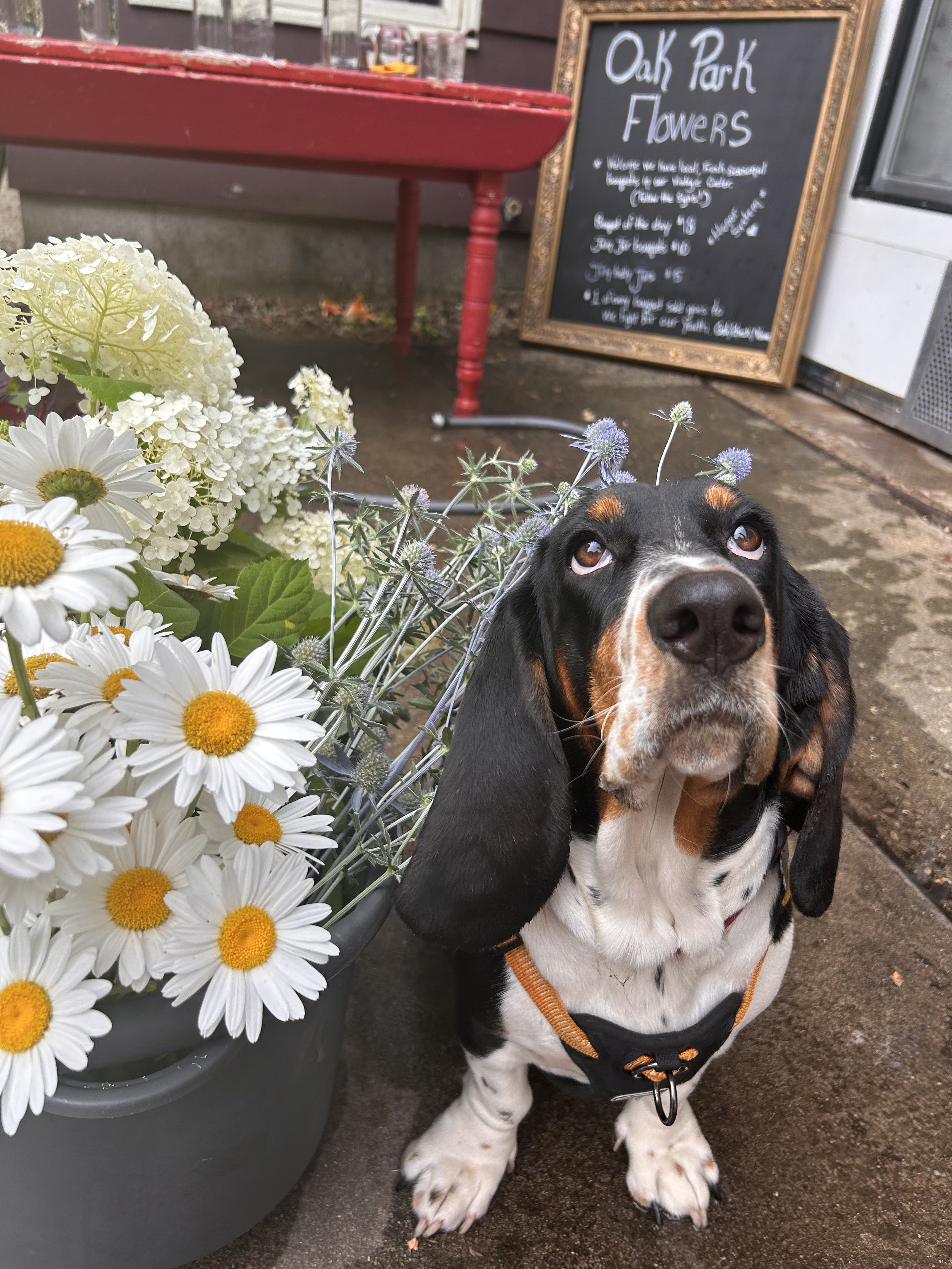 A black, tan, and white basset hocker dog sitting on wet concrete next to a large pot of white daisies and other flowers. In the background, there is a wooden signboard with a chalkboard menu for Oak Park Flowers, and a red table.