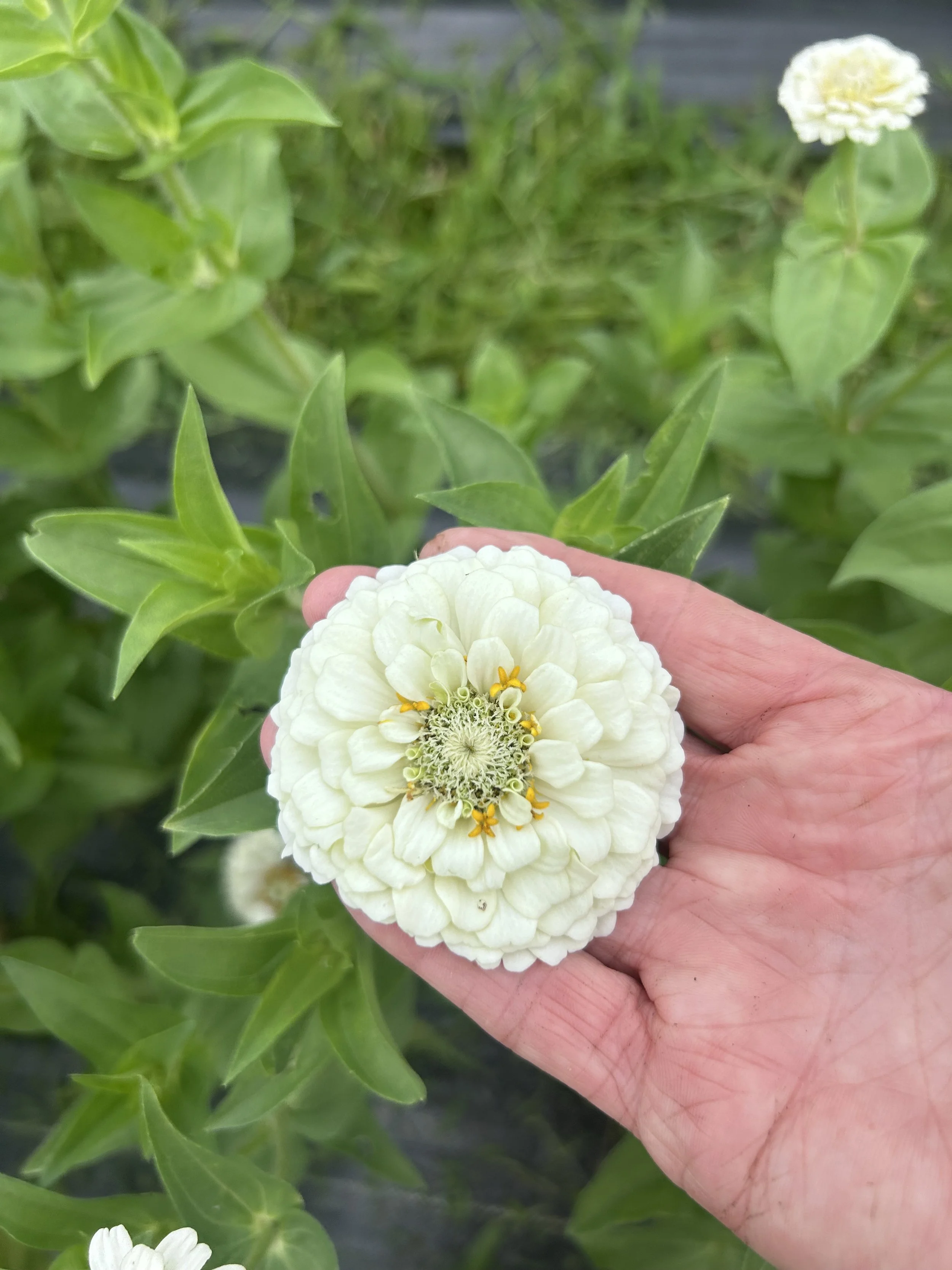 White Oklahoma  Zinnias 4 bunches available