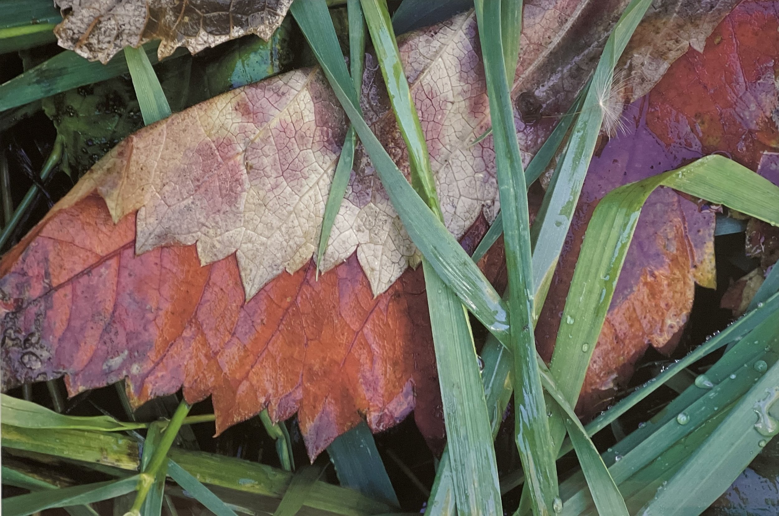 Forsman-Chuck-Leaf-Reeds copy.jpg