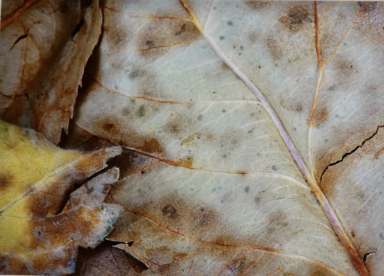 Forsman_Chuck_Leaf_2 copy.jpg