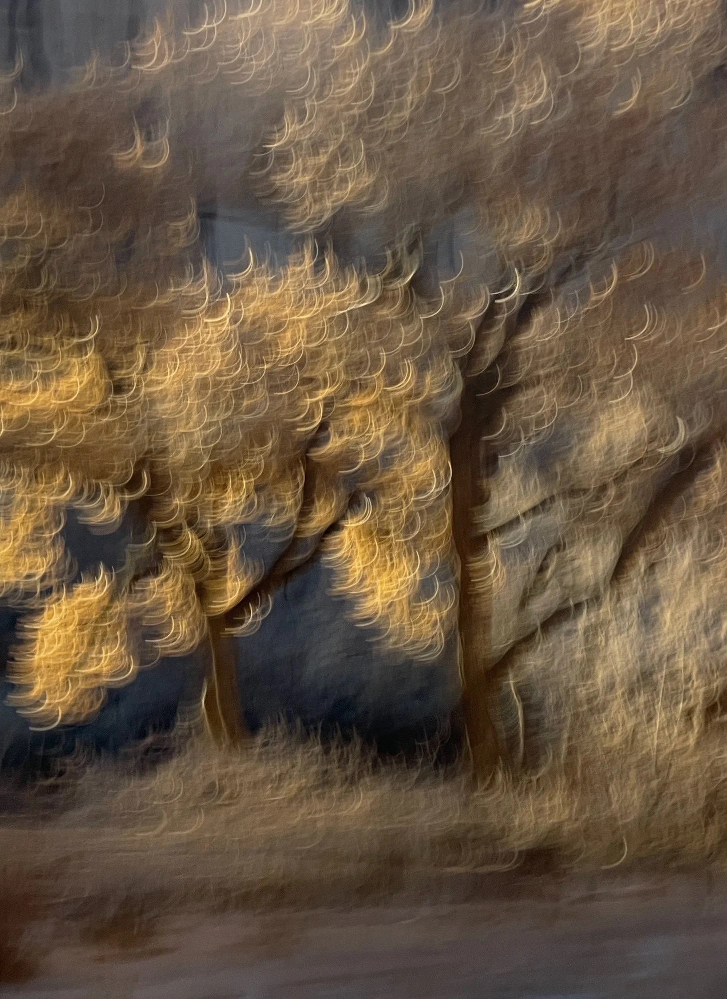 Plake_Gunnar_Trees-Canyon de Chelly 4of12_2006_40.5x32 copy.jpg