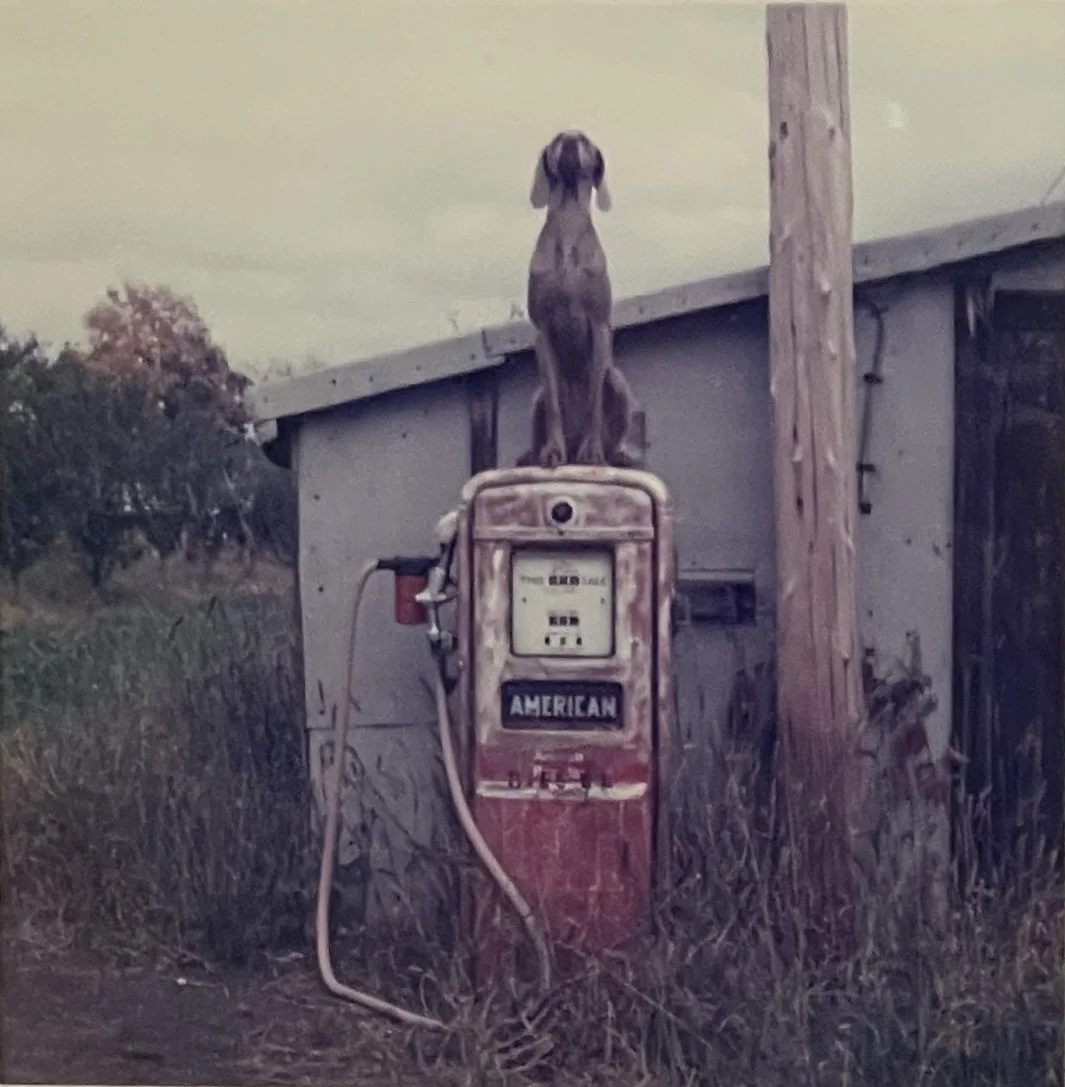 3-Wegman American.JPG