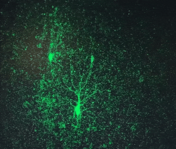 2p calcium imaging example.gif