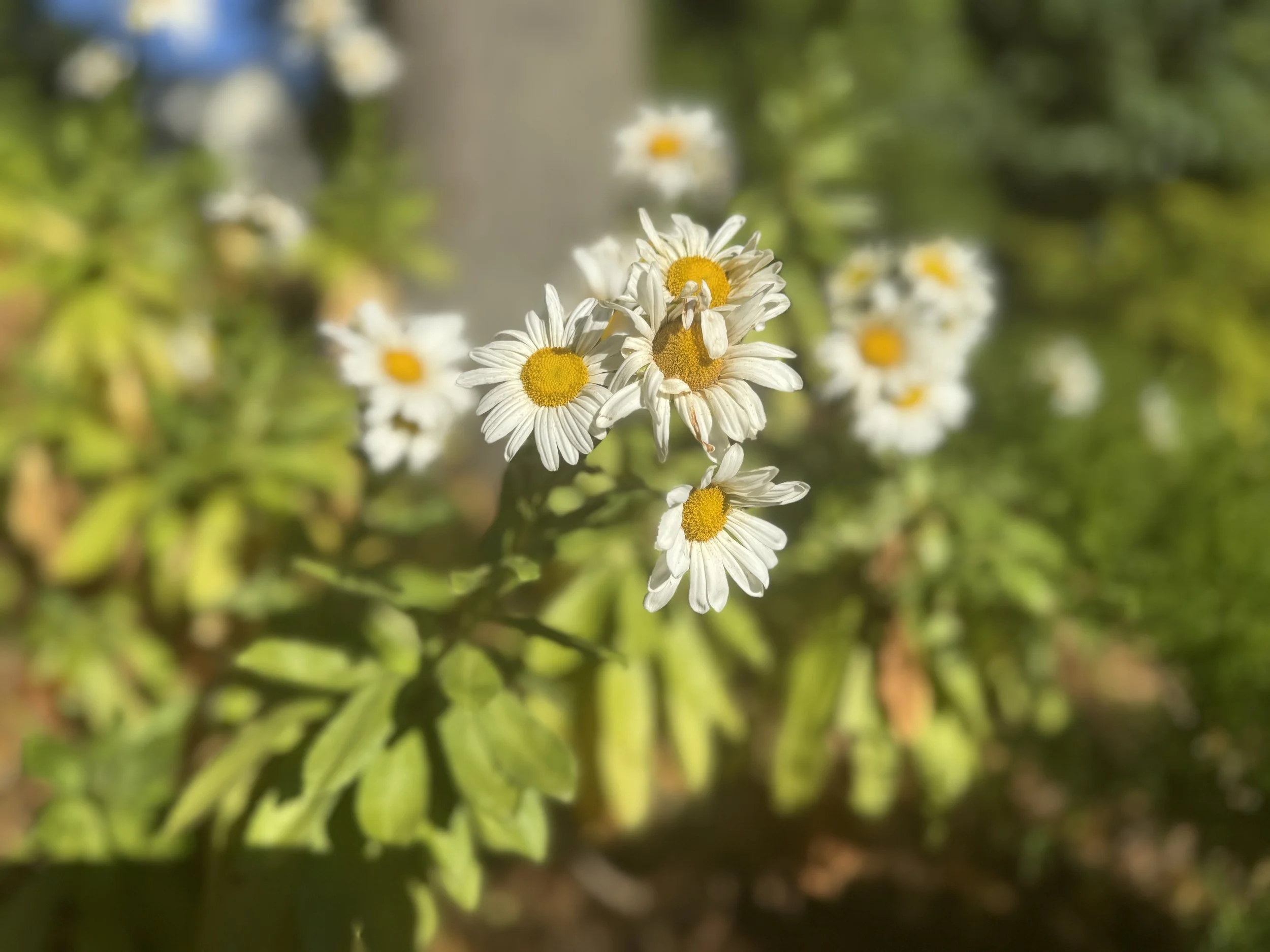 IMG_3633.jpeg