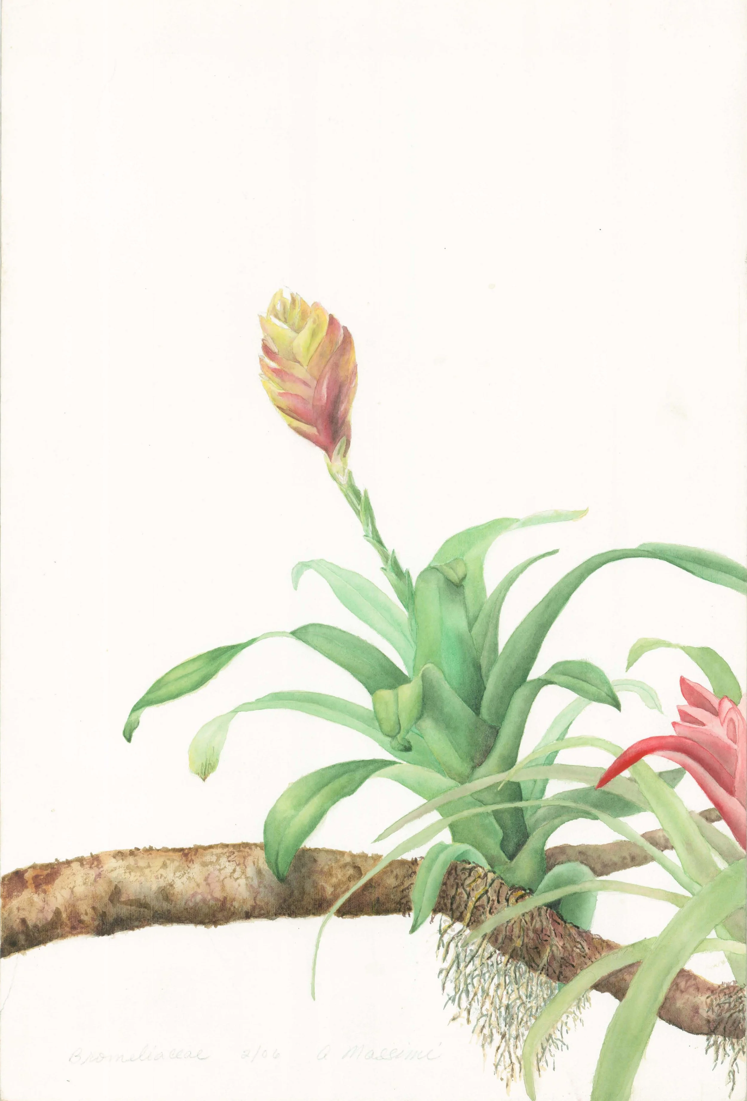 Bromiliaceae