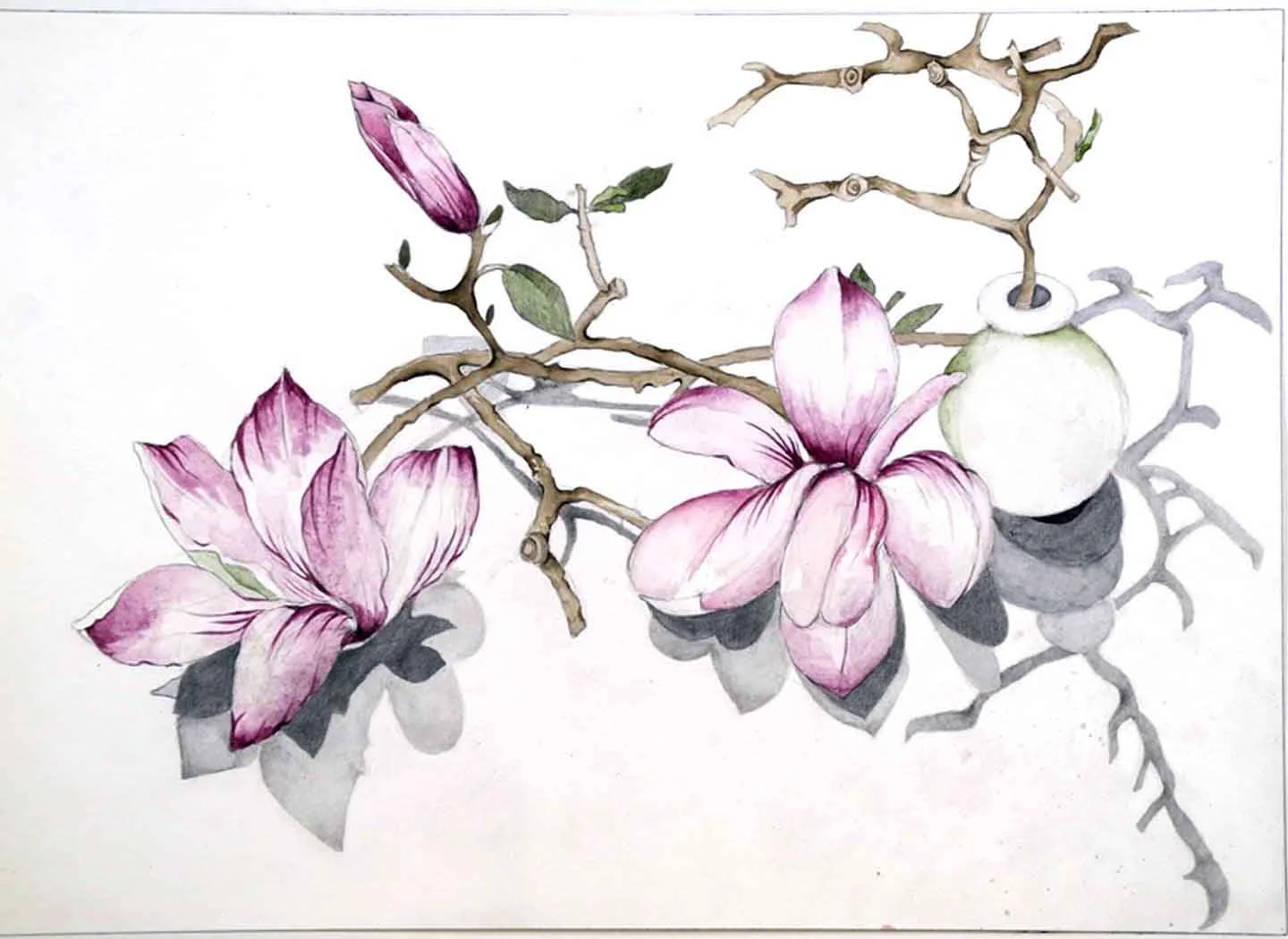 Magnolia