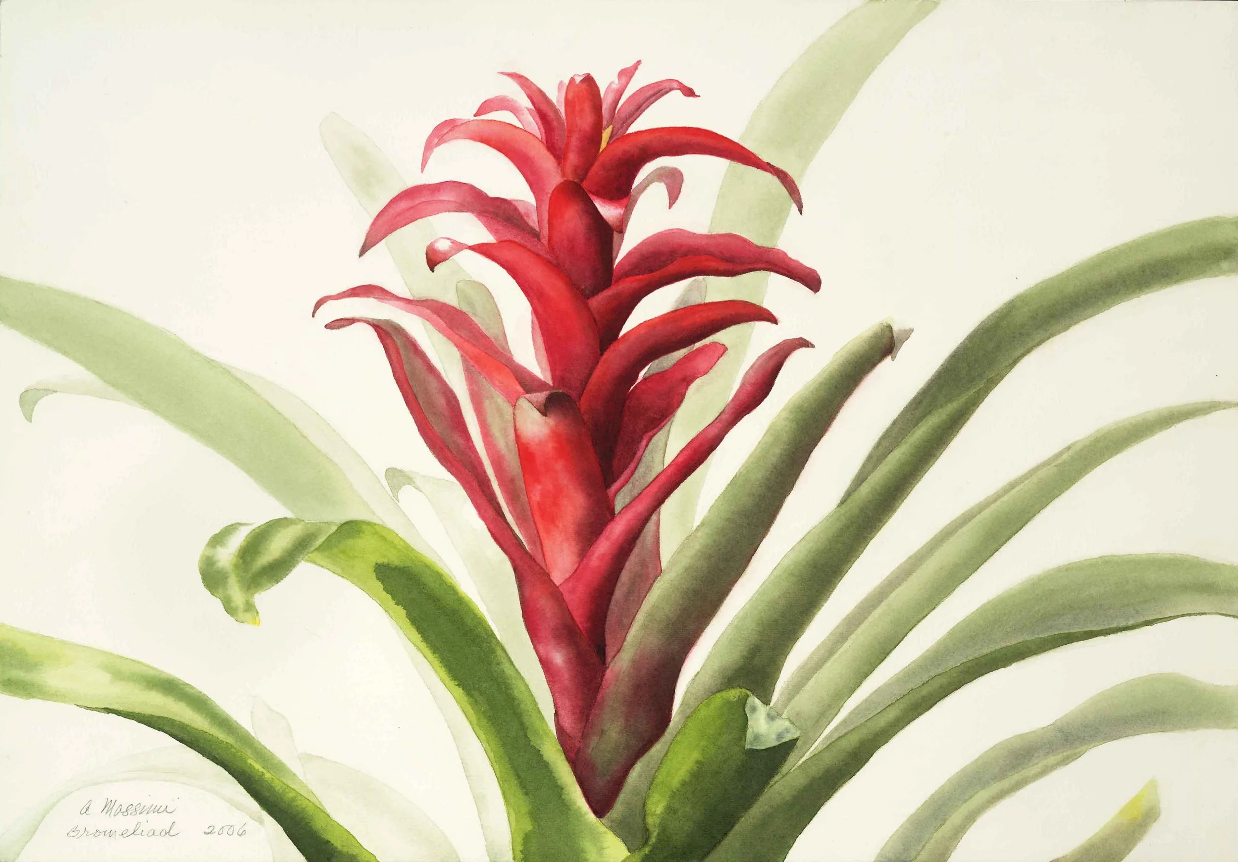 Bromeliad