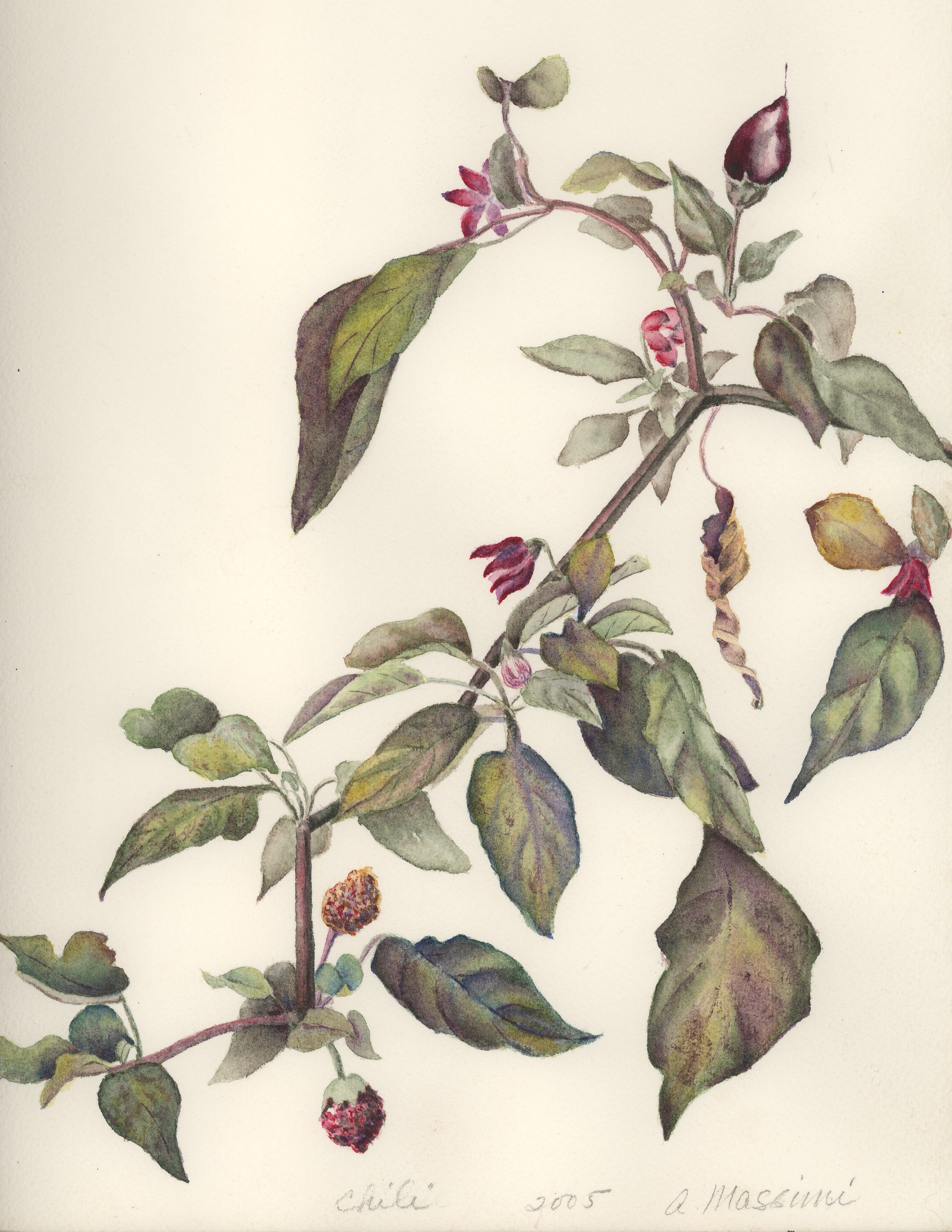 Chili