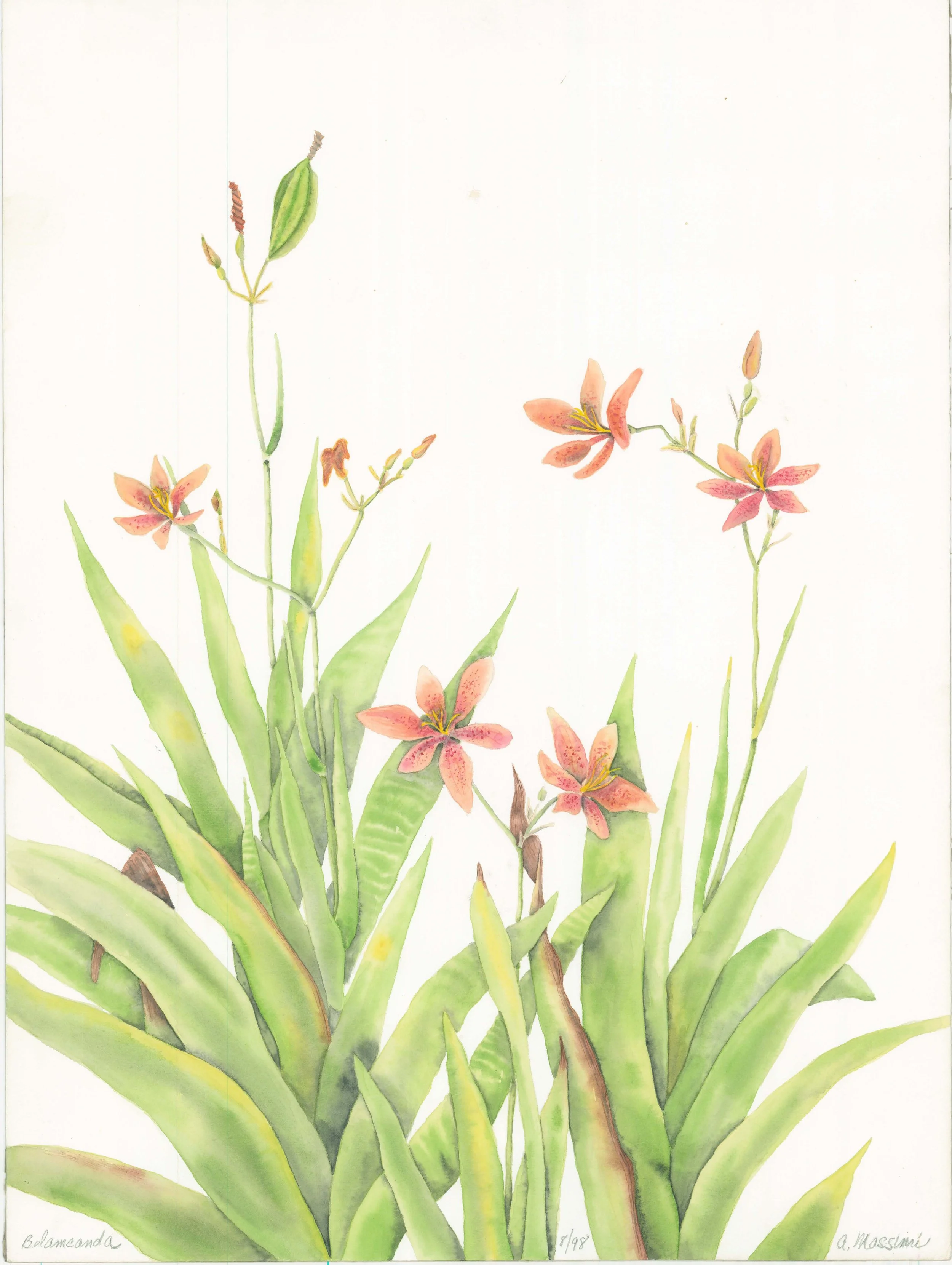 Belamcanda