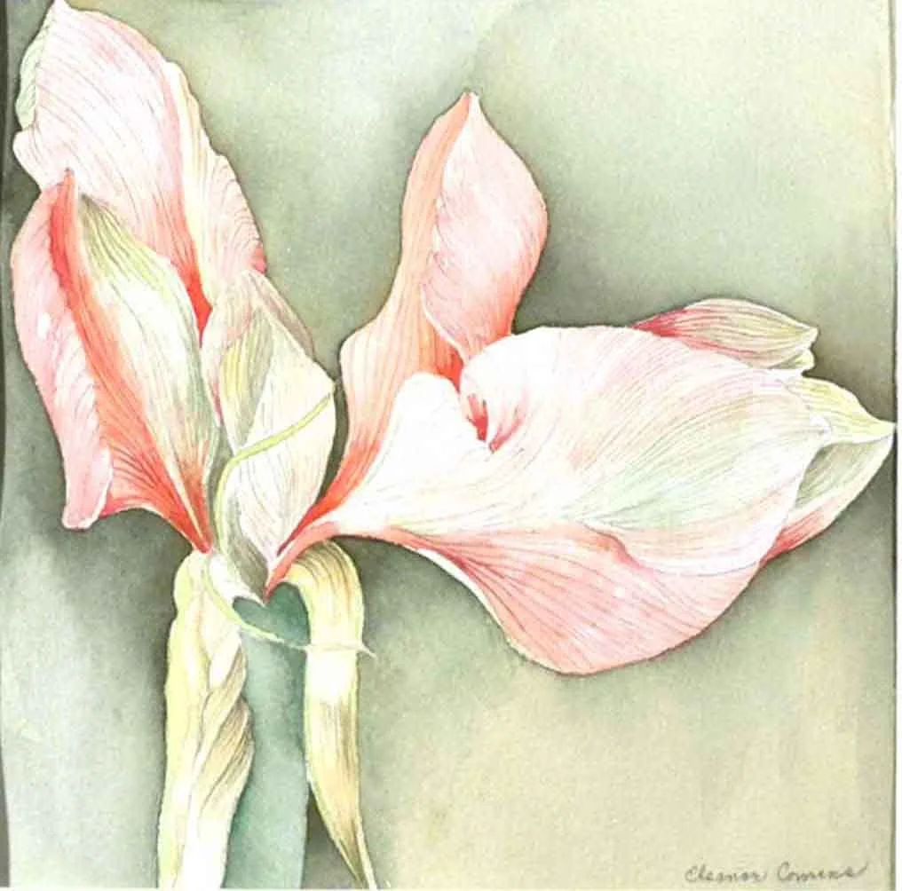 Amaryllis