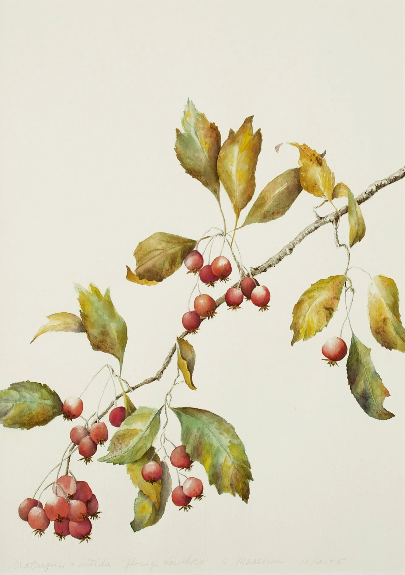 Hawthorne