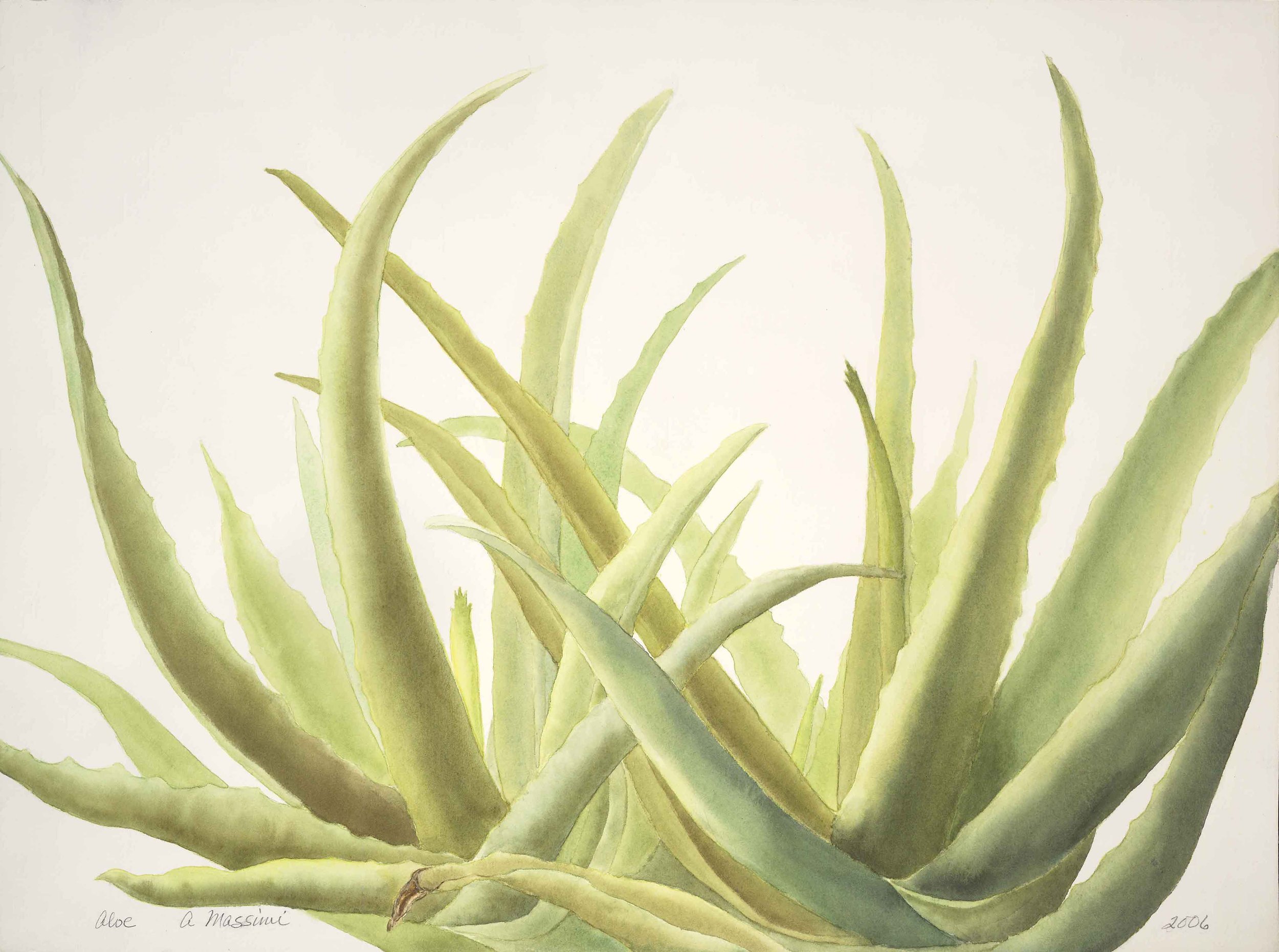 Aloe
