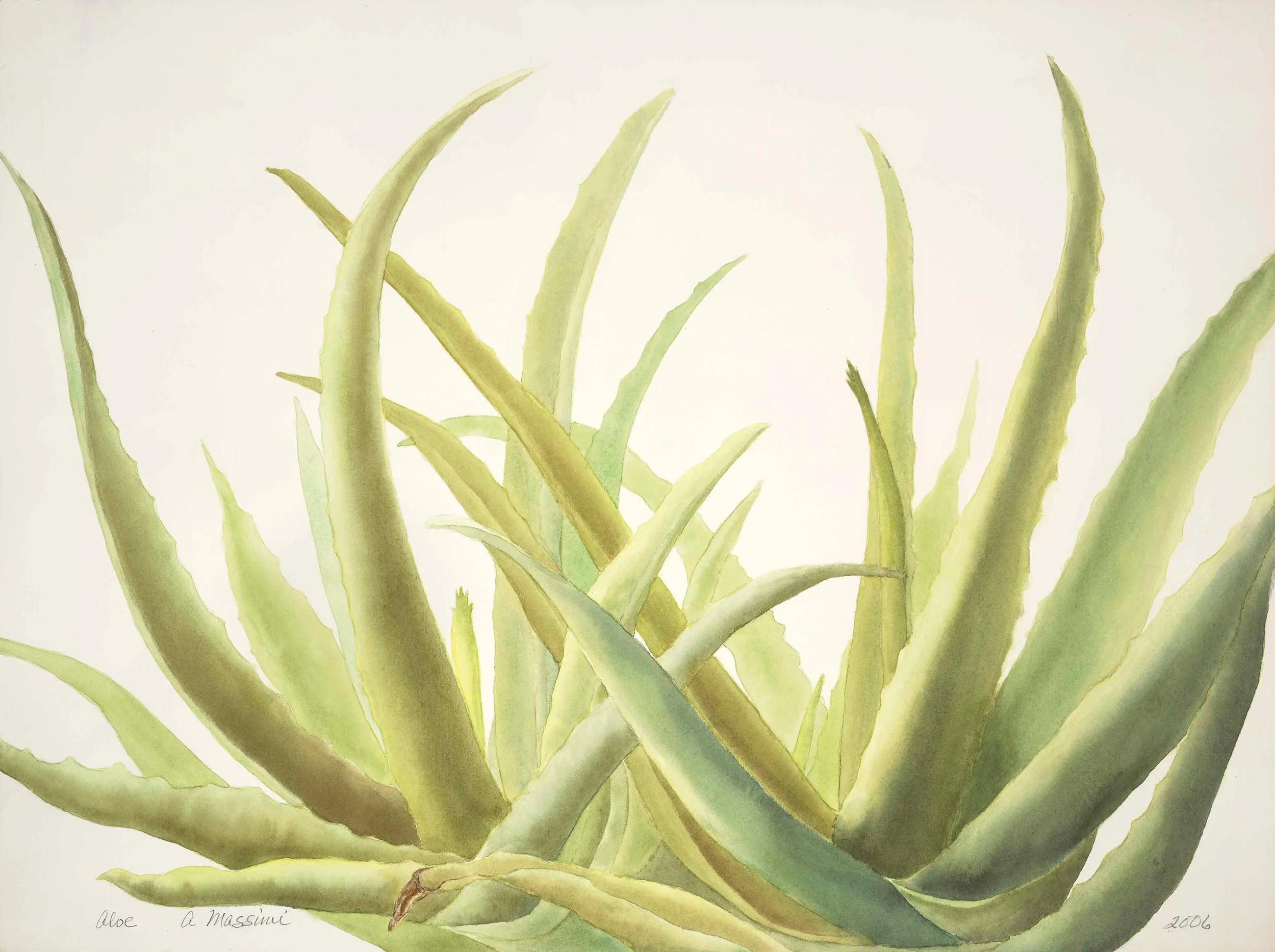 aloe.jpg