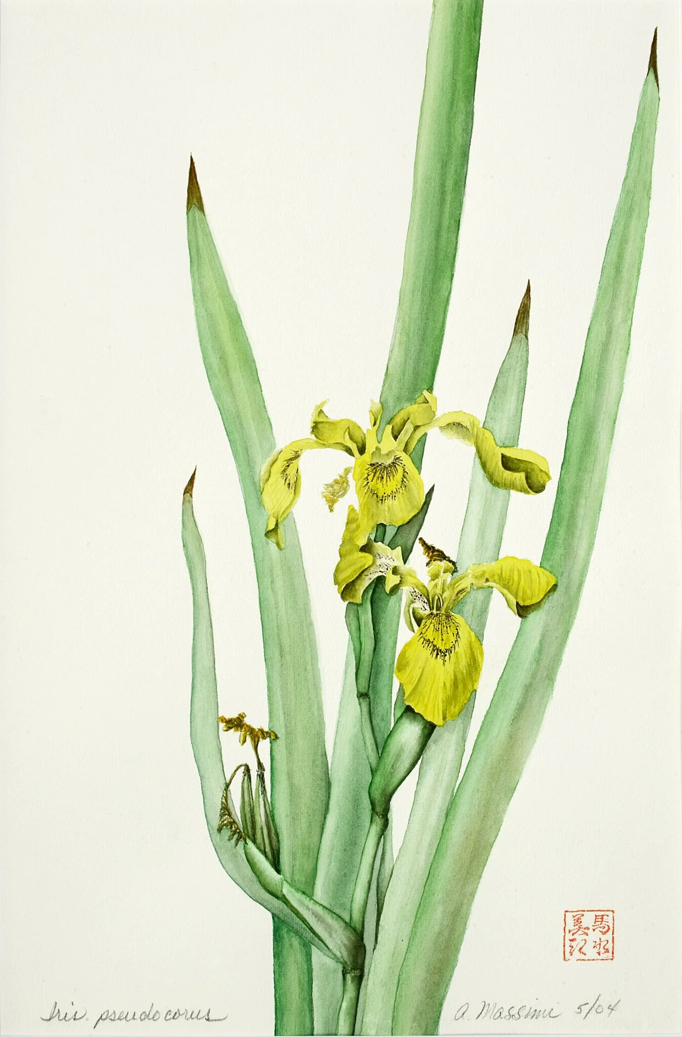 Iris - Yellow Flag