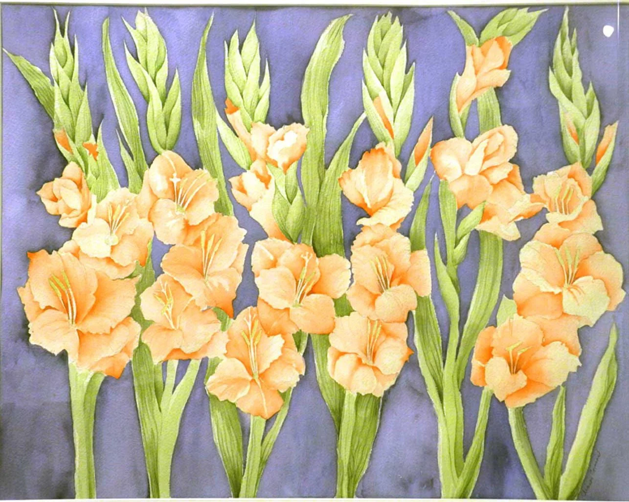 Gladiol’s