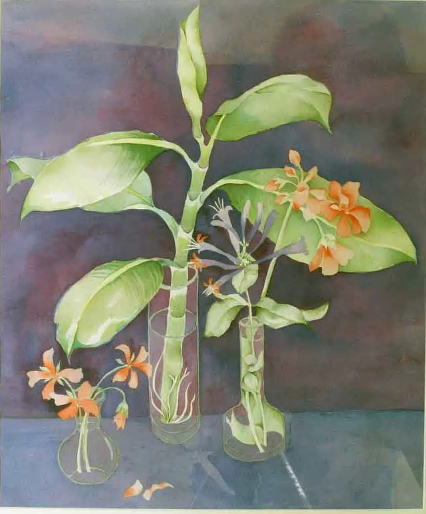 Rubber Plant Cutting
