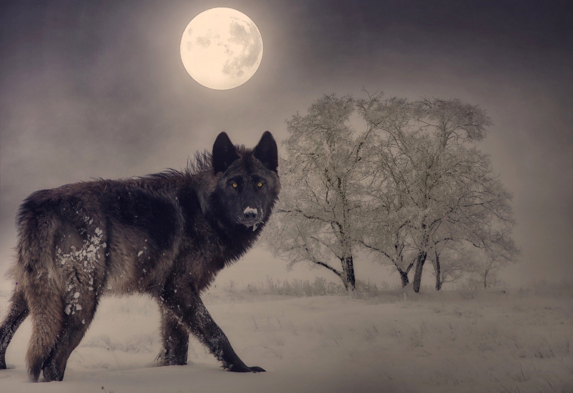 The Wolf Moon: Vigilance, Release, and Calling Your Voice Back