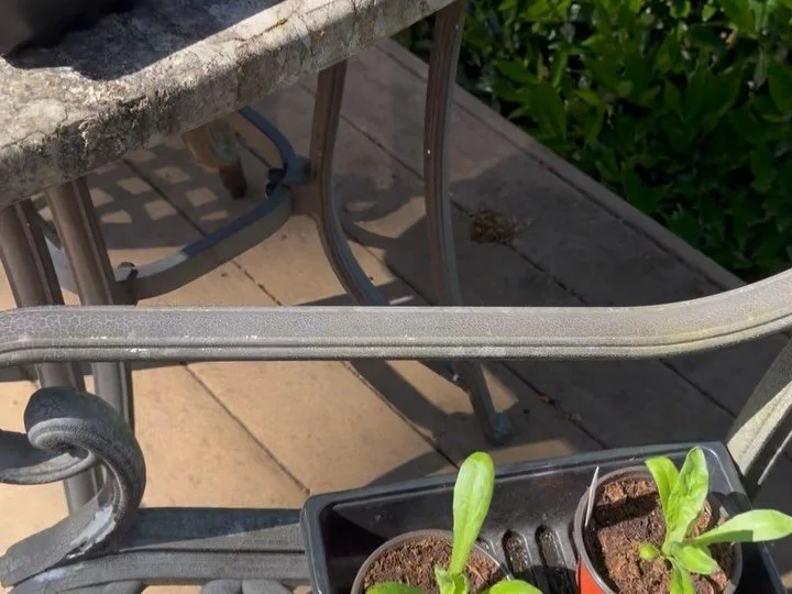 The nursery babies are out sunbathing with the grown-ups today 🌿☀️

Tiny roots stretching into the season, leaves learning the wind, and little pots lined up beside the garden like eager apprentices. Hardening off week always feels a little magical 