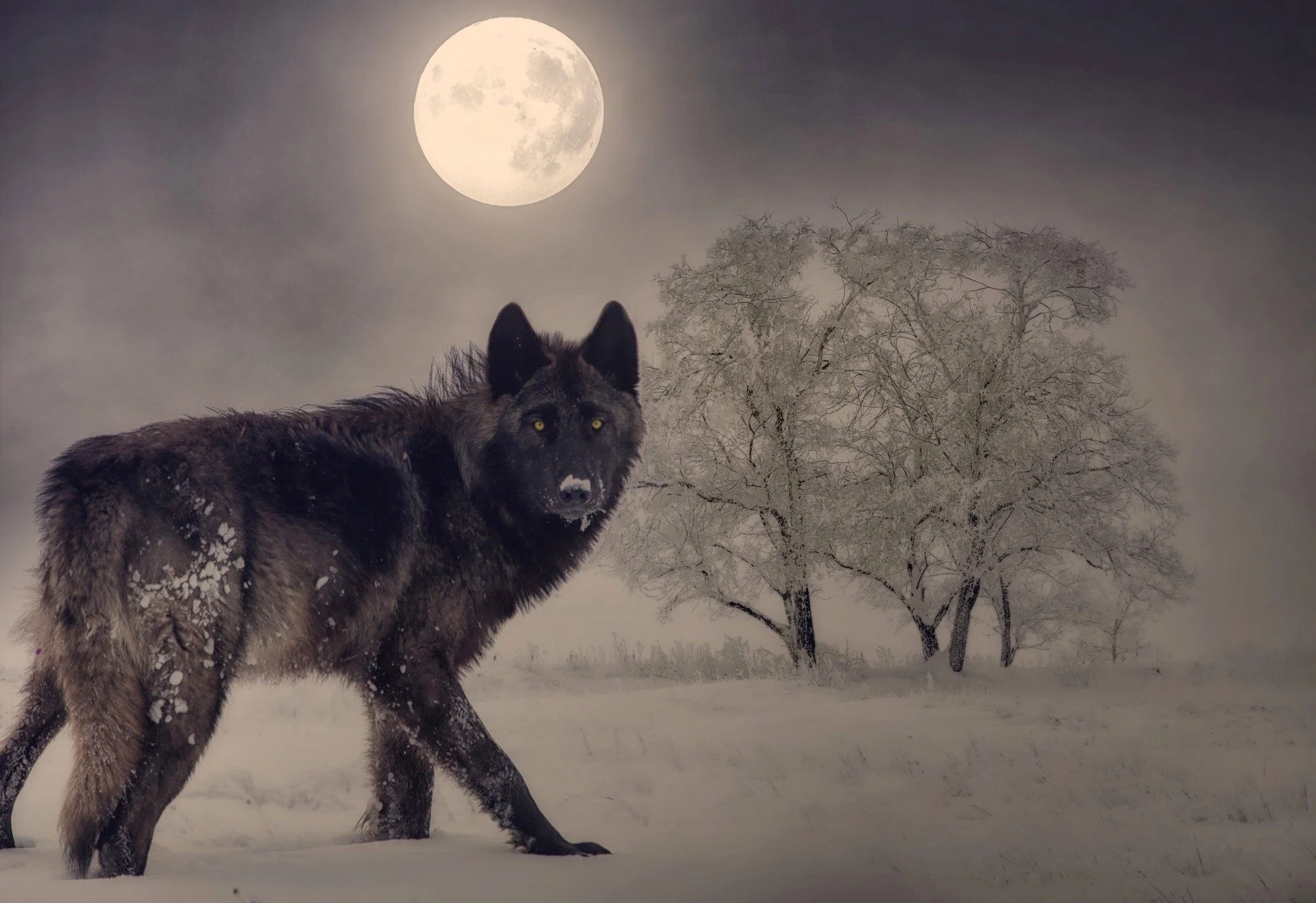Gray wolf under a full moon in the snow