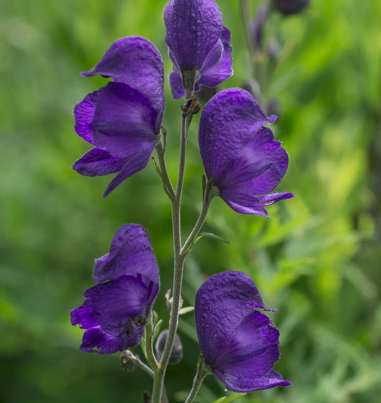 Aconite Wolfsbane Flowers