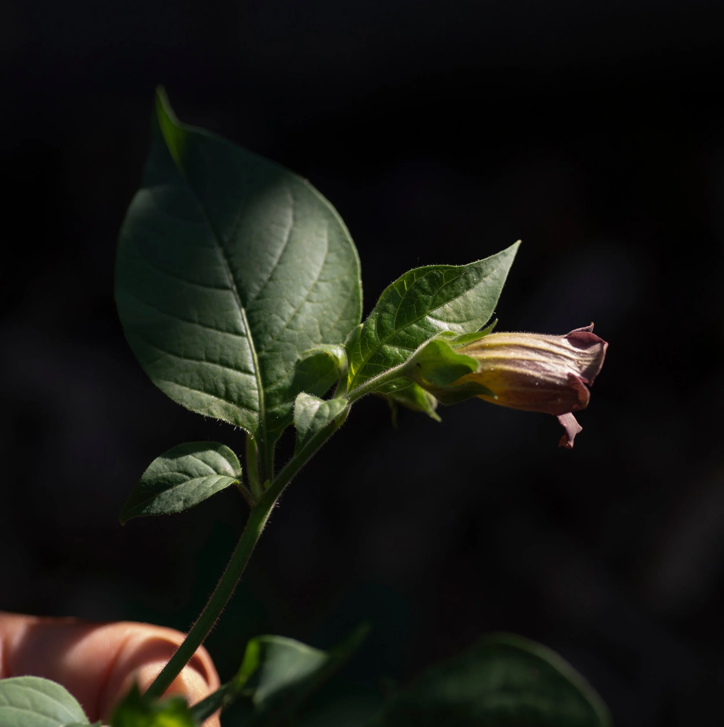 Moody Belladonna Flower