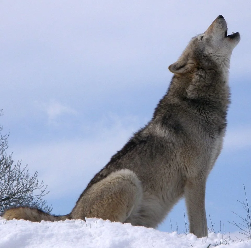 Gray wolf howling in the snow