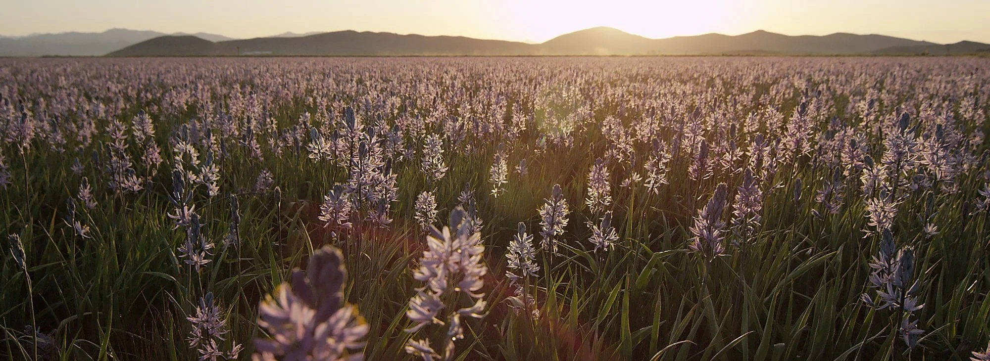 A field of blue-purple camas flowers at sunset