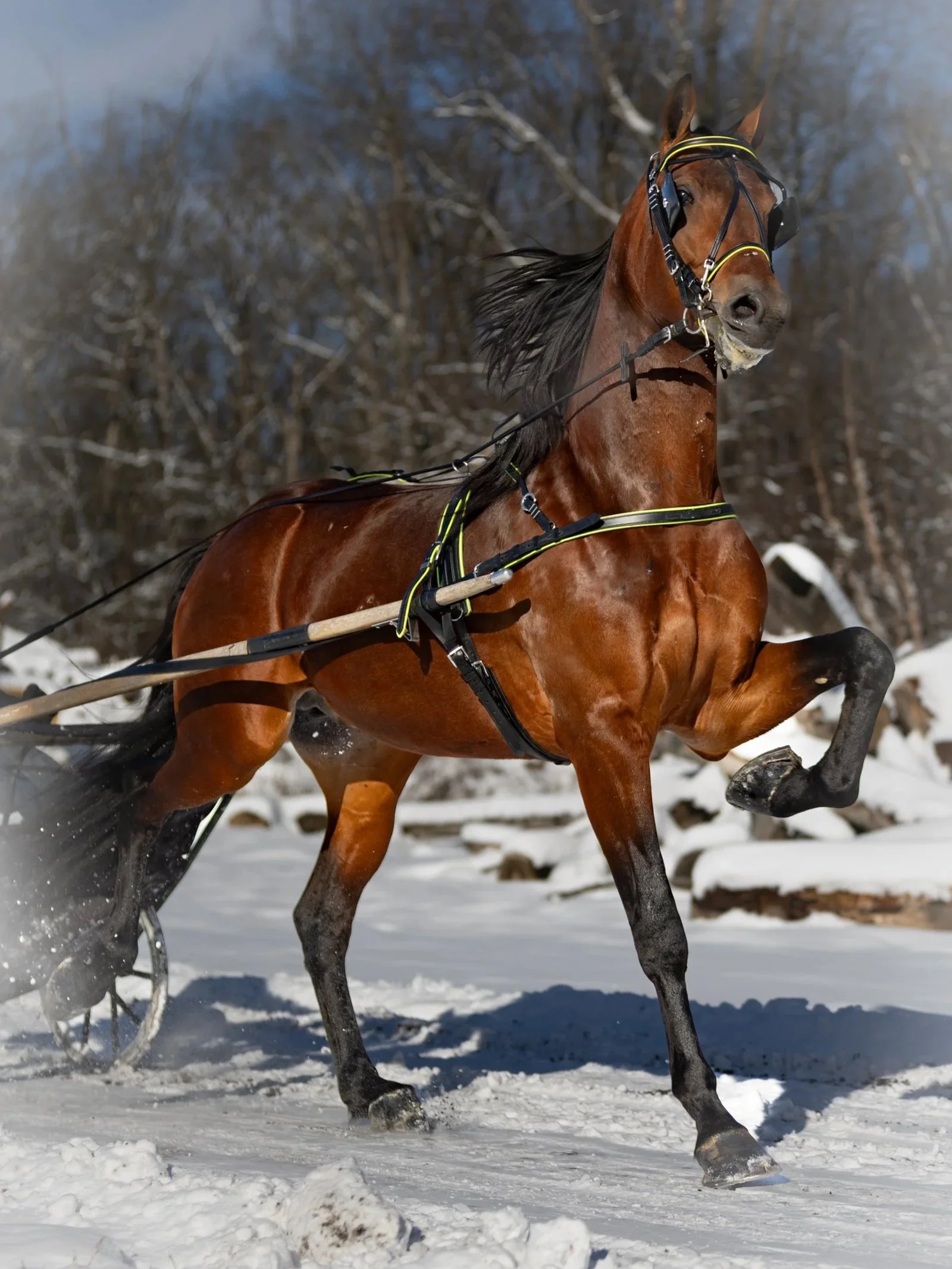 A brown racehorse with a black mane is running in the snow, wearing yellow and black harness and glasses, with a blizzardy winter background.