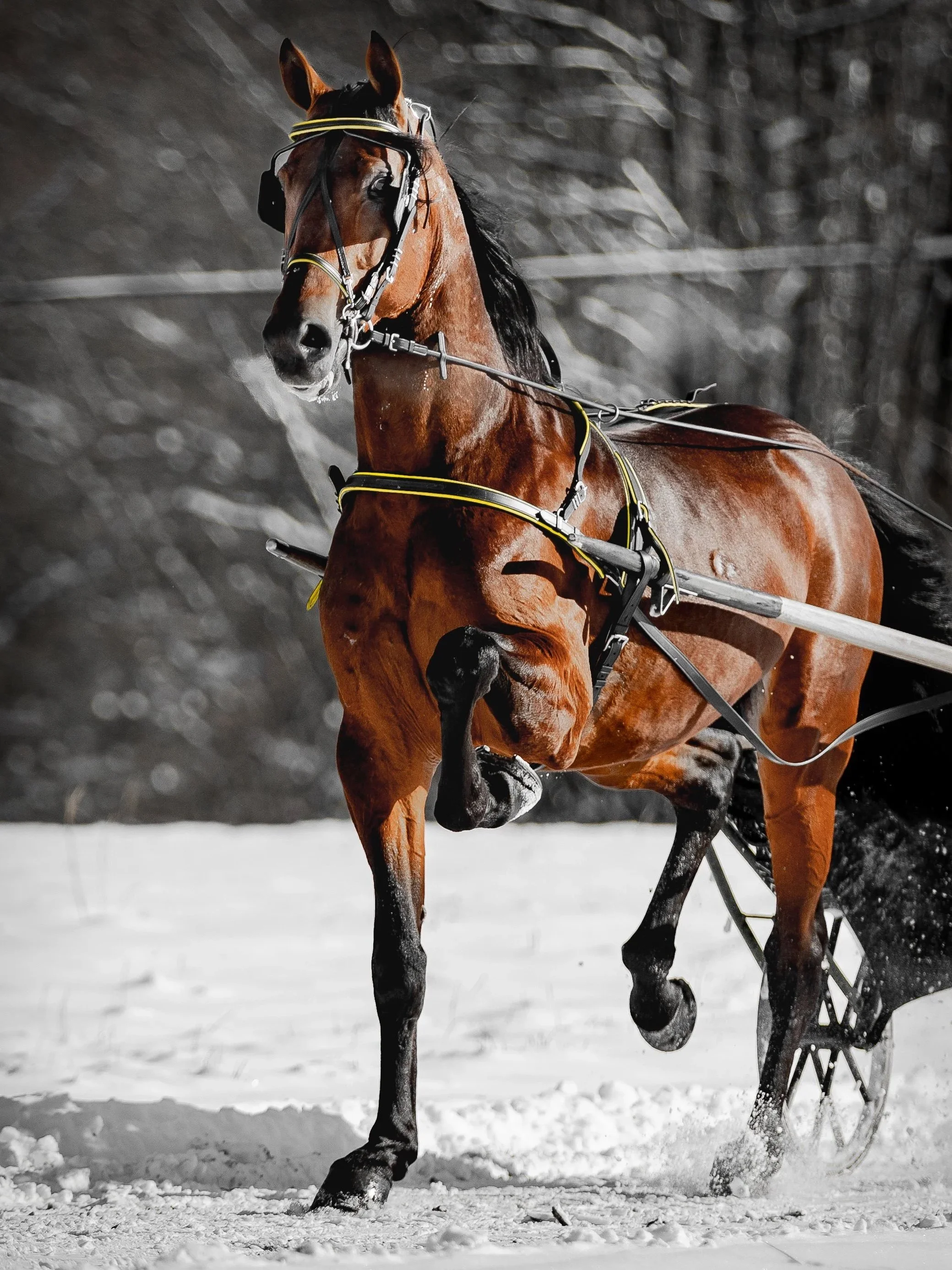 A racehorse with a shiny brown coat and a black mane, wearing racing gear, is running on snow-covered ground during daytime.