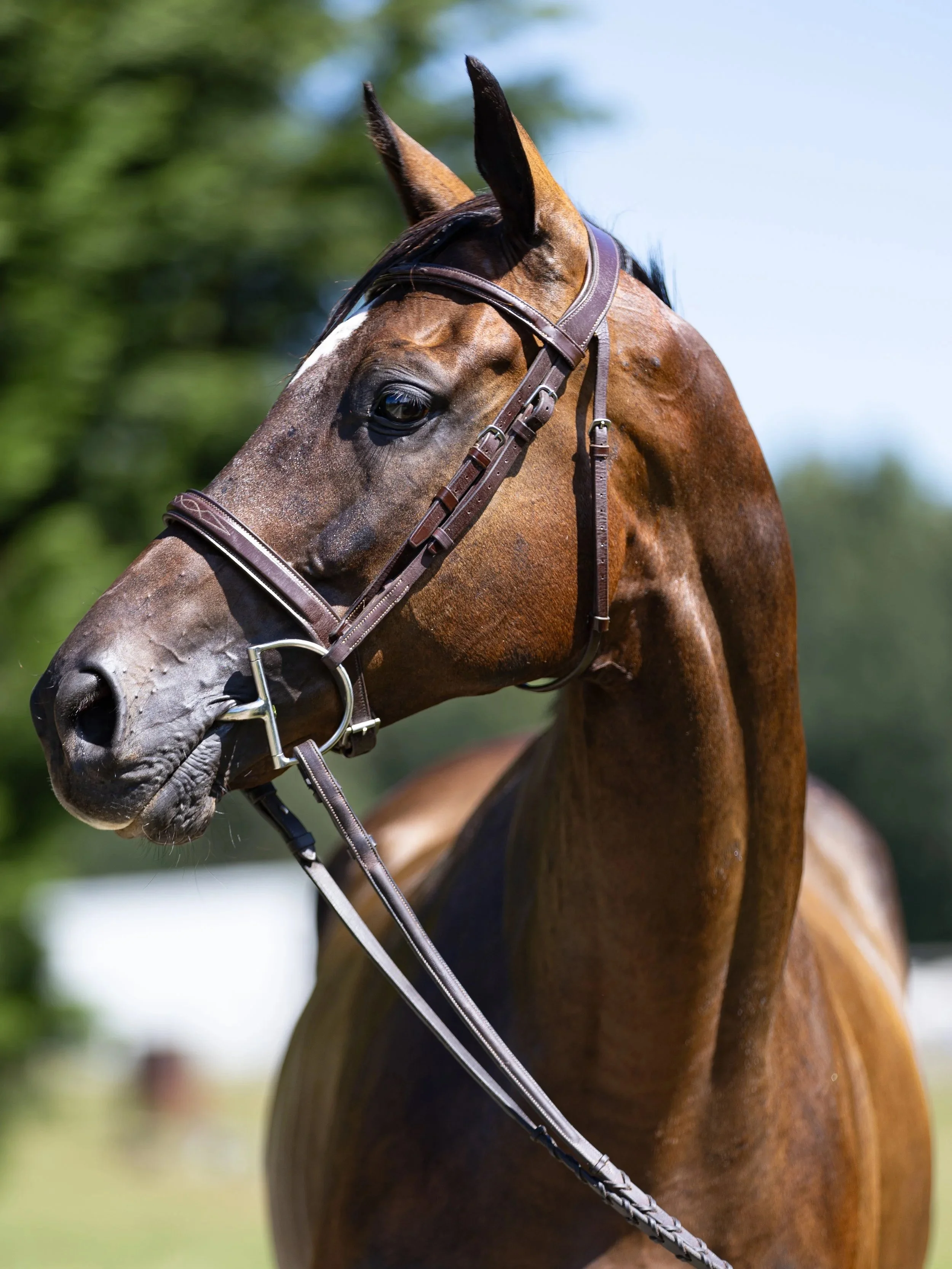 Close-up of a brown horse with a dark mane wearing a bridle, outdoors on a sunny day.