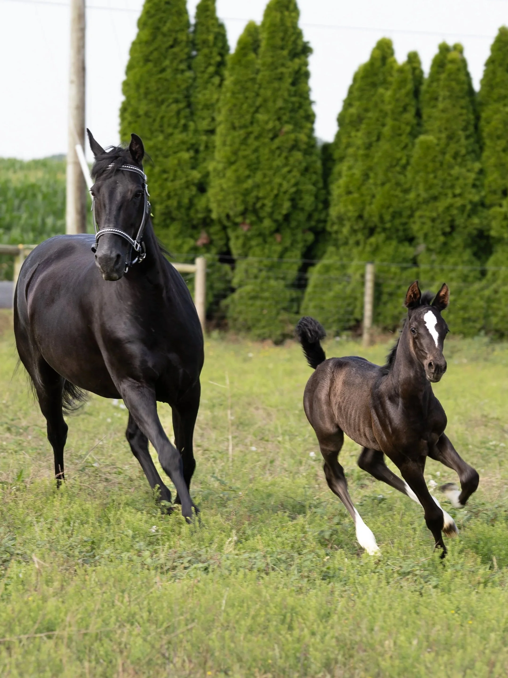 A black horse and a foal running in a grassy field with tall green trees in the background.
