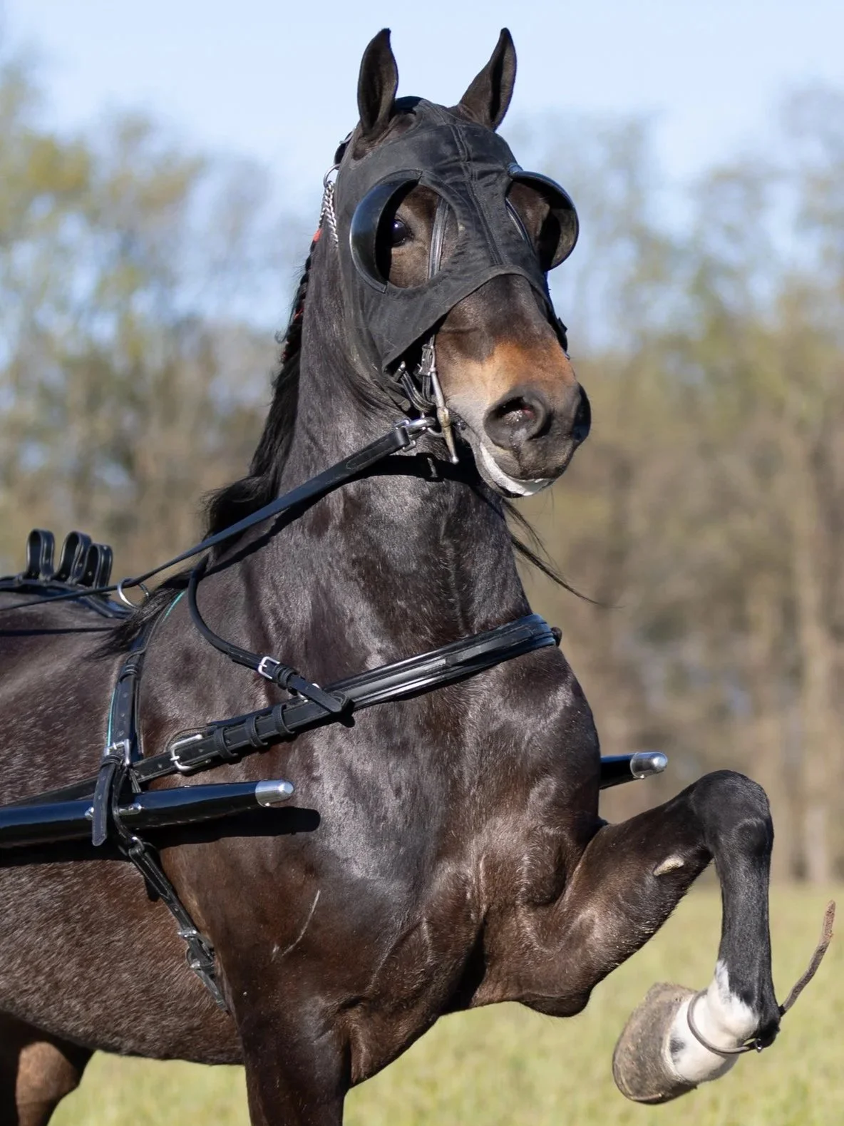 A black horse wearing a black mask with eye openings, harness, and a driving bridle, lifting one front leg, outdoors with blurry trees in the background.