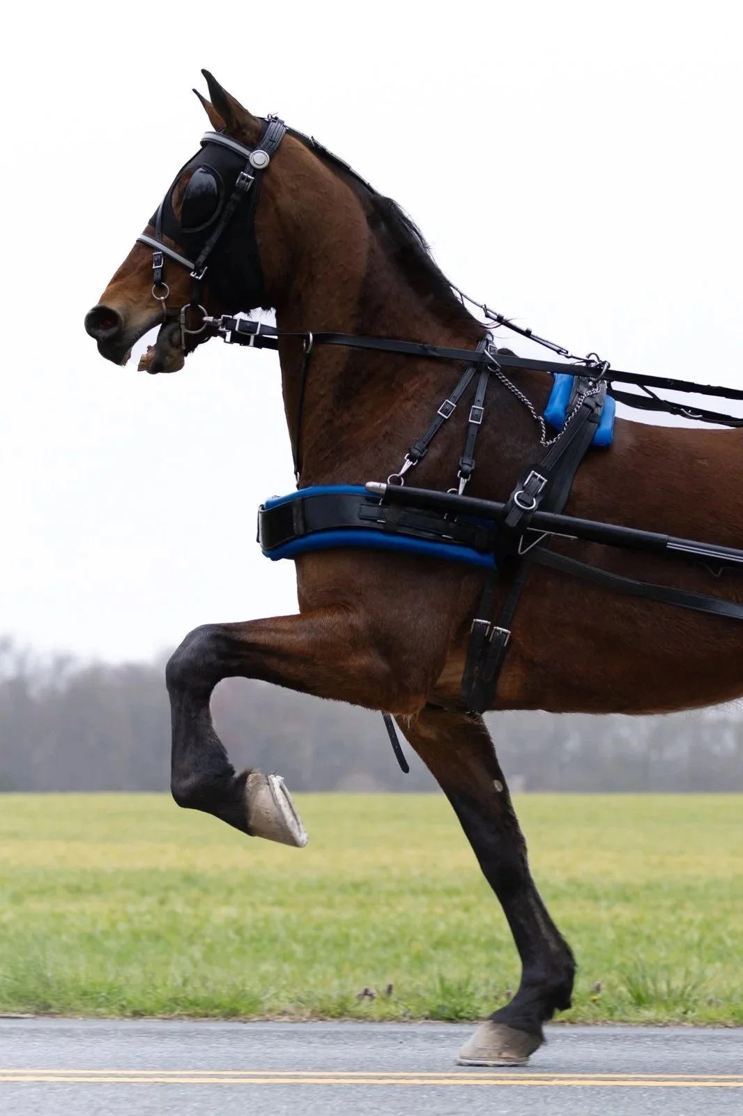 A racehorse in motion wearing goggles, harness, and equipment, with a grassy field and cloudy sky in the background.