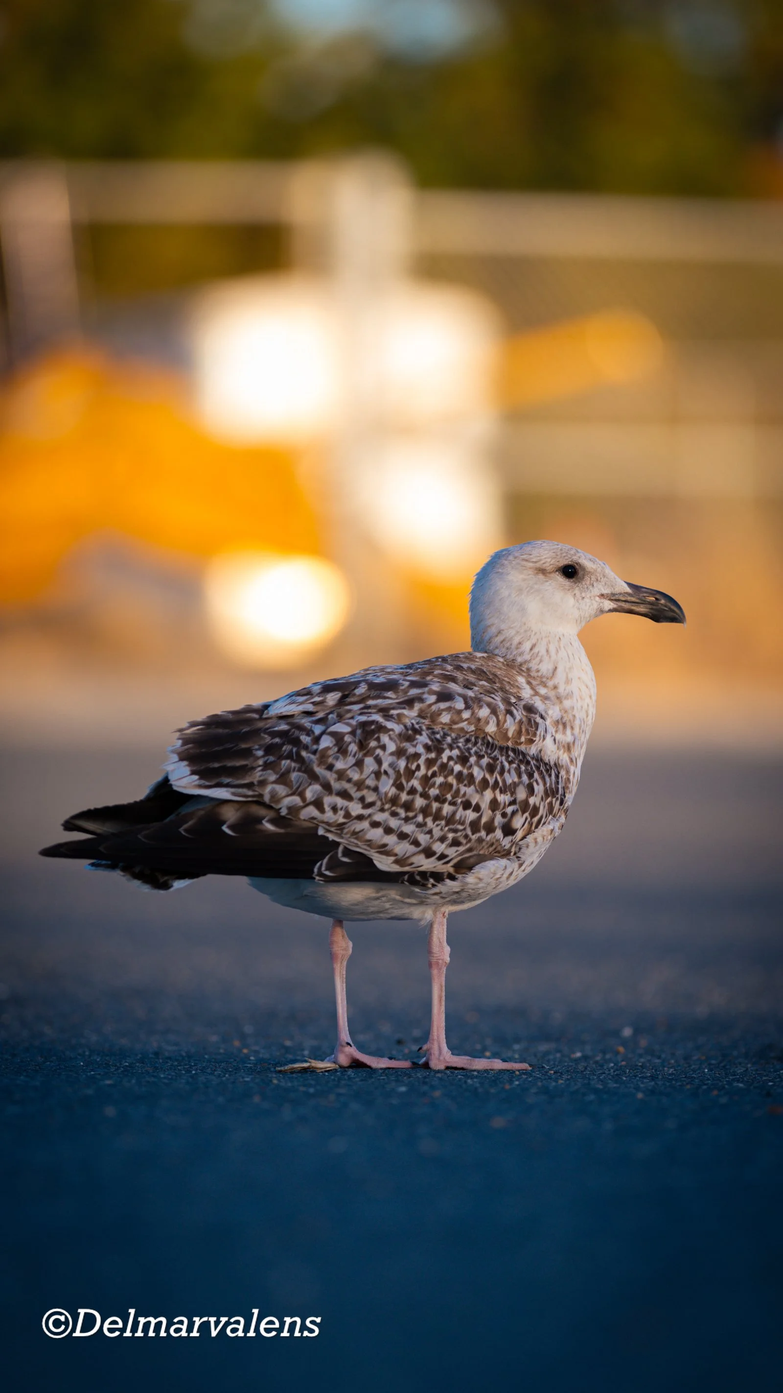 A seagull standing on the ground with a blurred background of warm lights and trees.