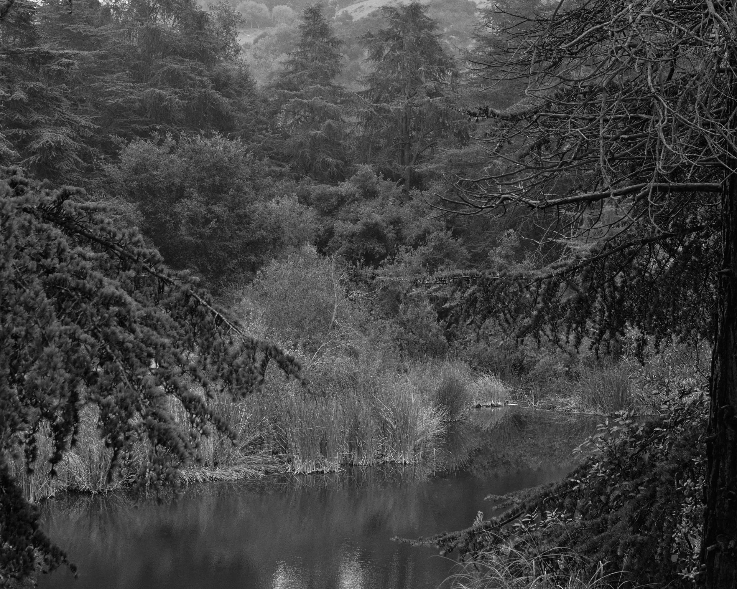 A black and white photograph of a dense forest with a narrow river flowing through it, surrounded by various trees and shrubs.