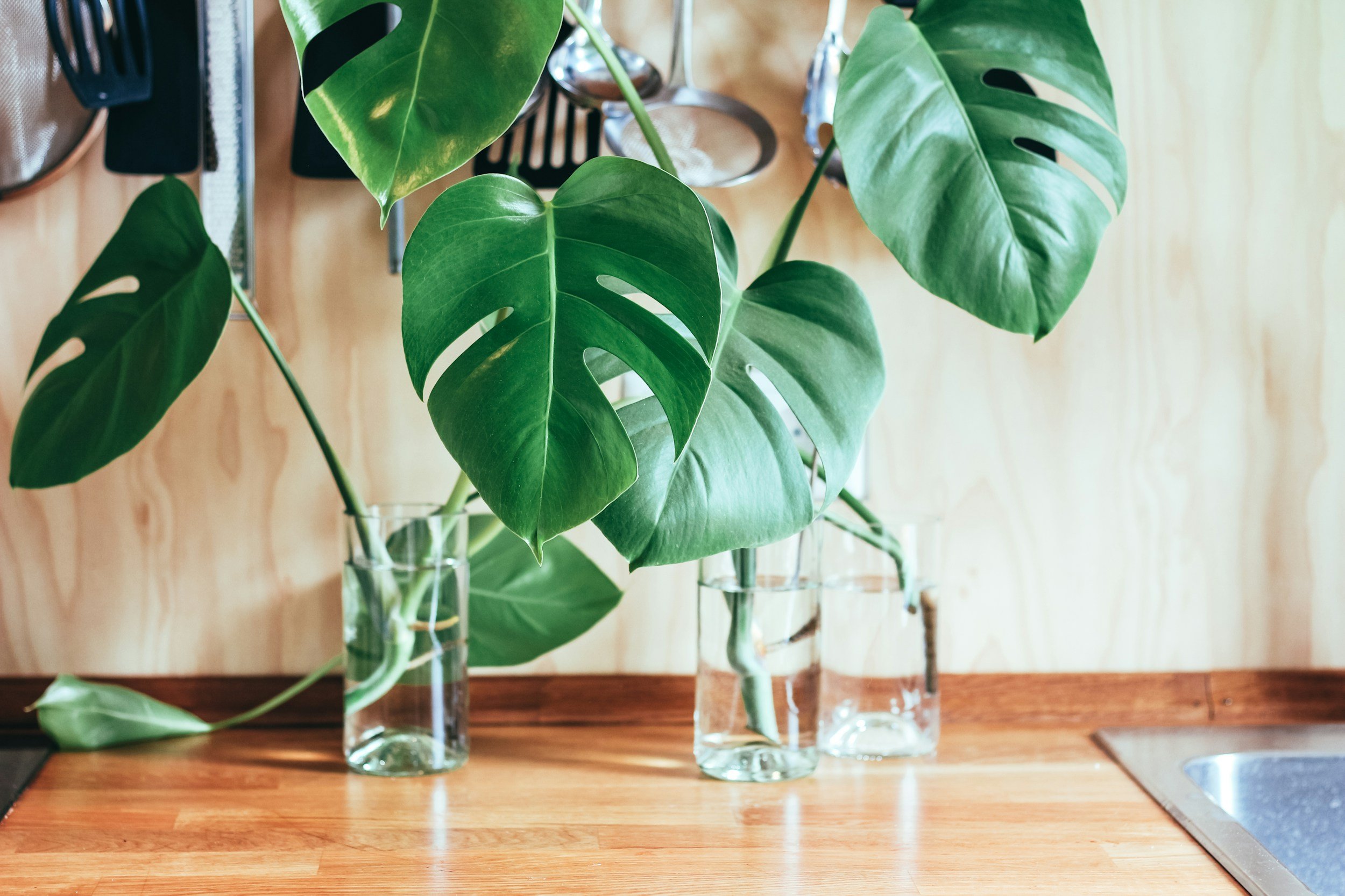 unsplash-image-e9f27fbKAWw.jpg