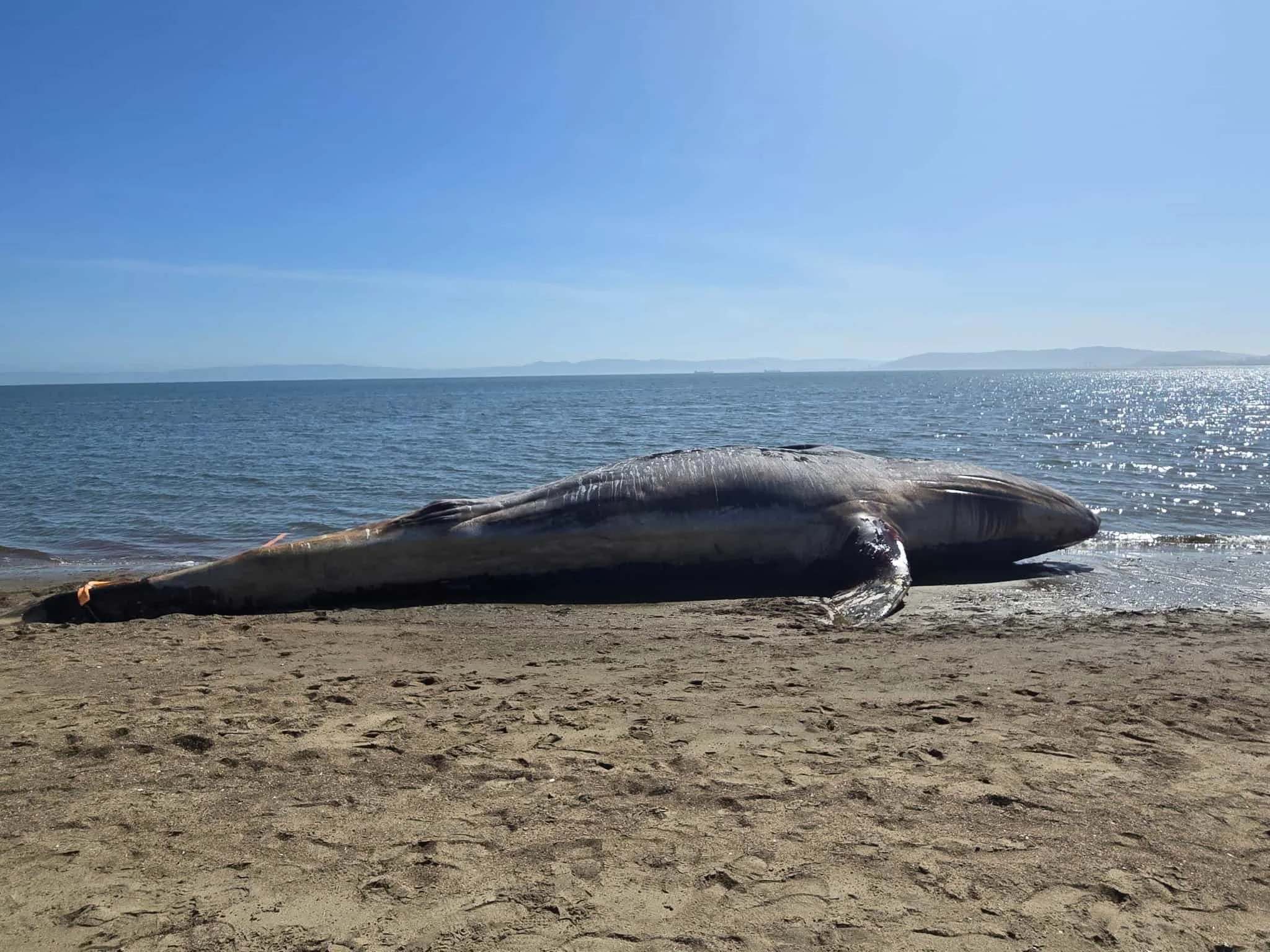 Alameda Beach: Dead Whale Triggers Coordinated Response