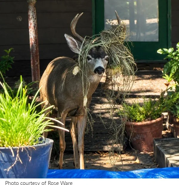 Sharing My Garden with Hollywoodland’s Deer