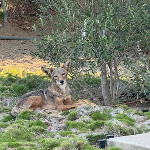 A Coyote Named Mahatma
