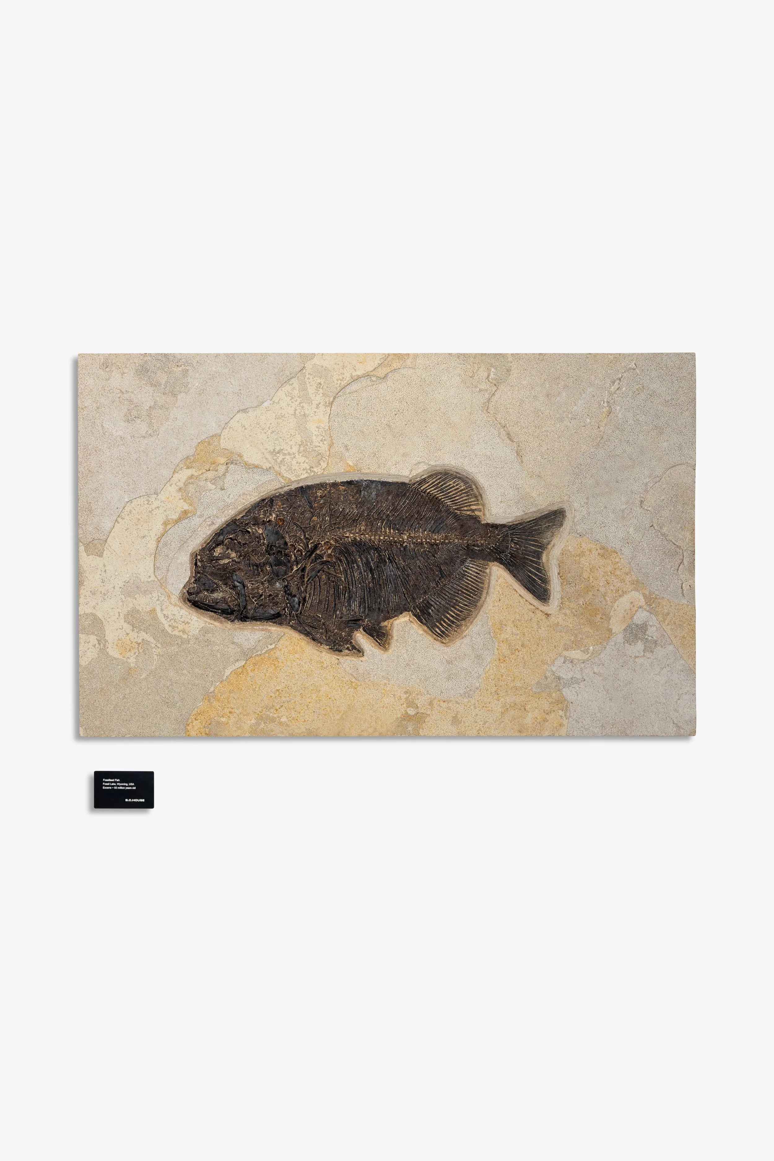 Fossilised Fish (large)