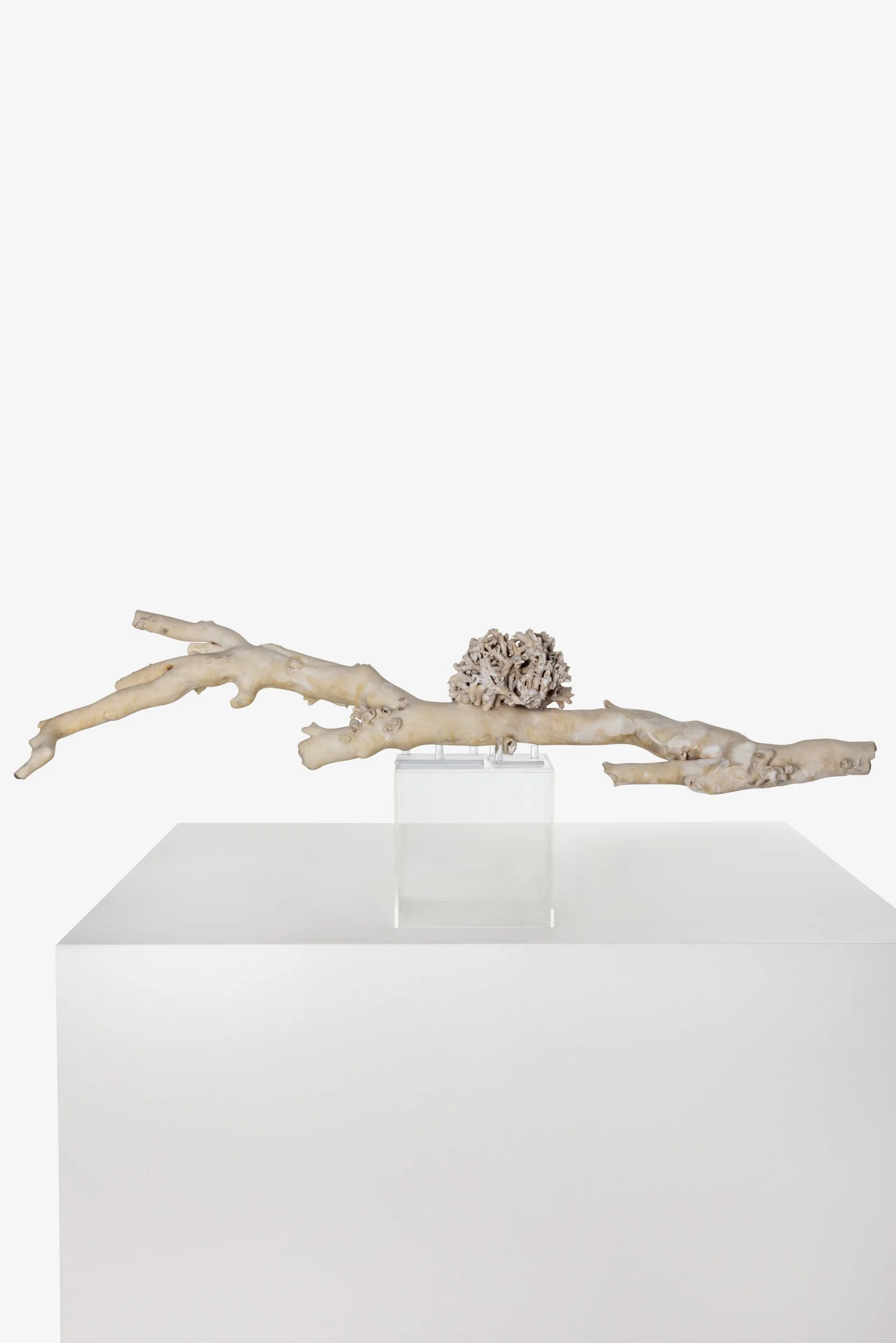 Fossilised Coral Branch