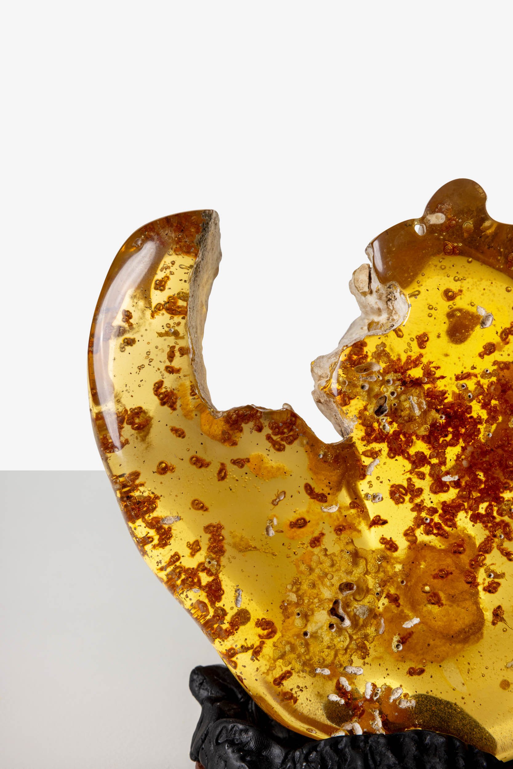 Colombian Amber with Insects