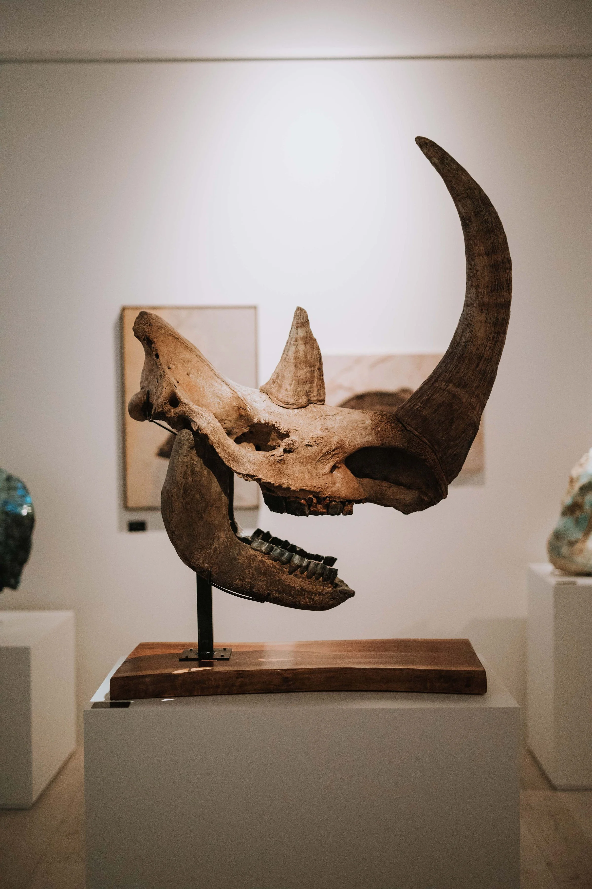   Fossils —  Prehistoric nature preserved.—  Explore Fossils → 
