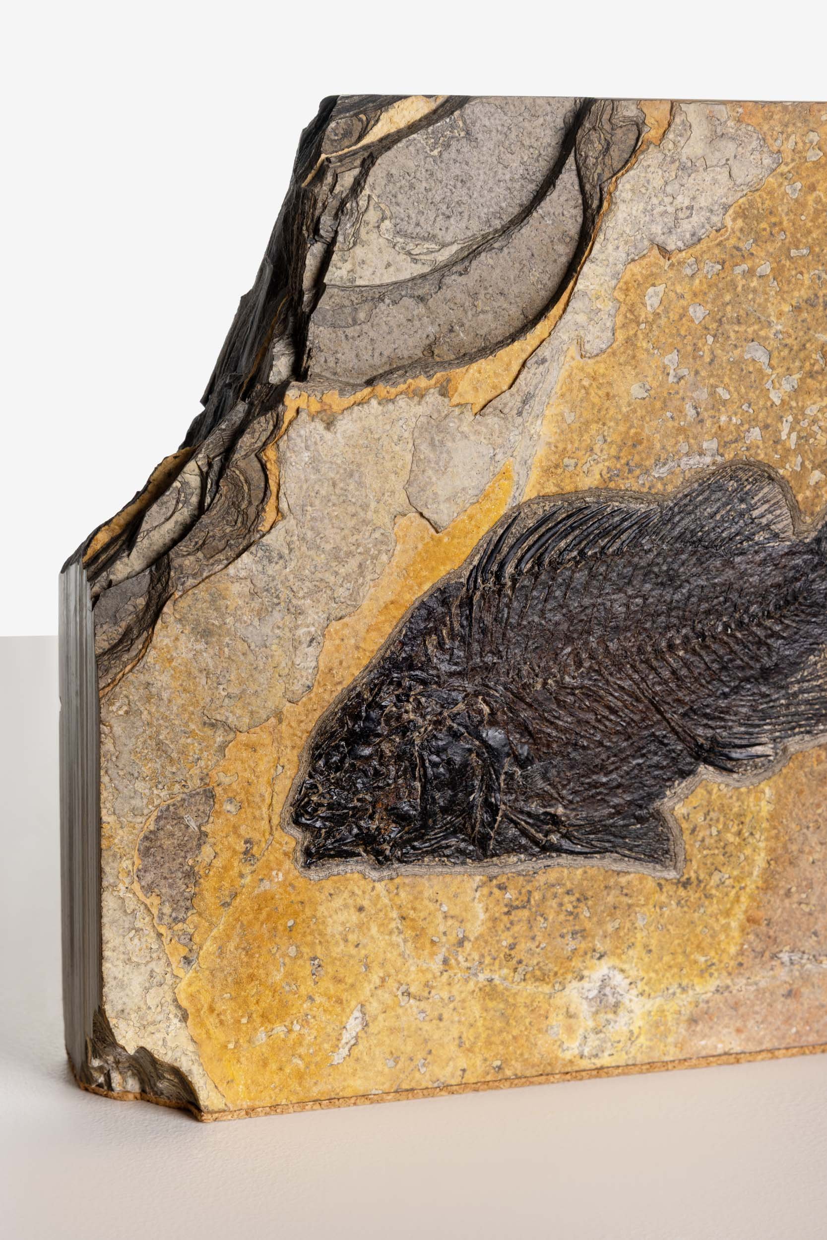 Fossilised Fish Block