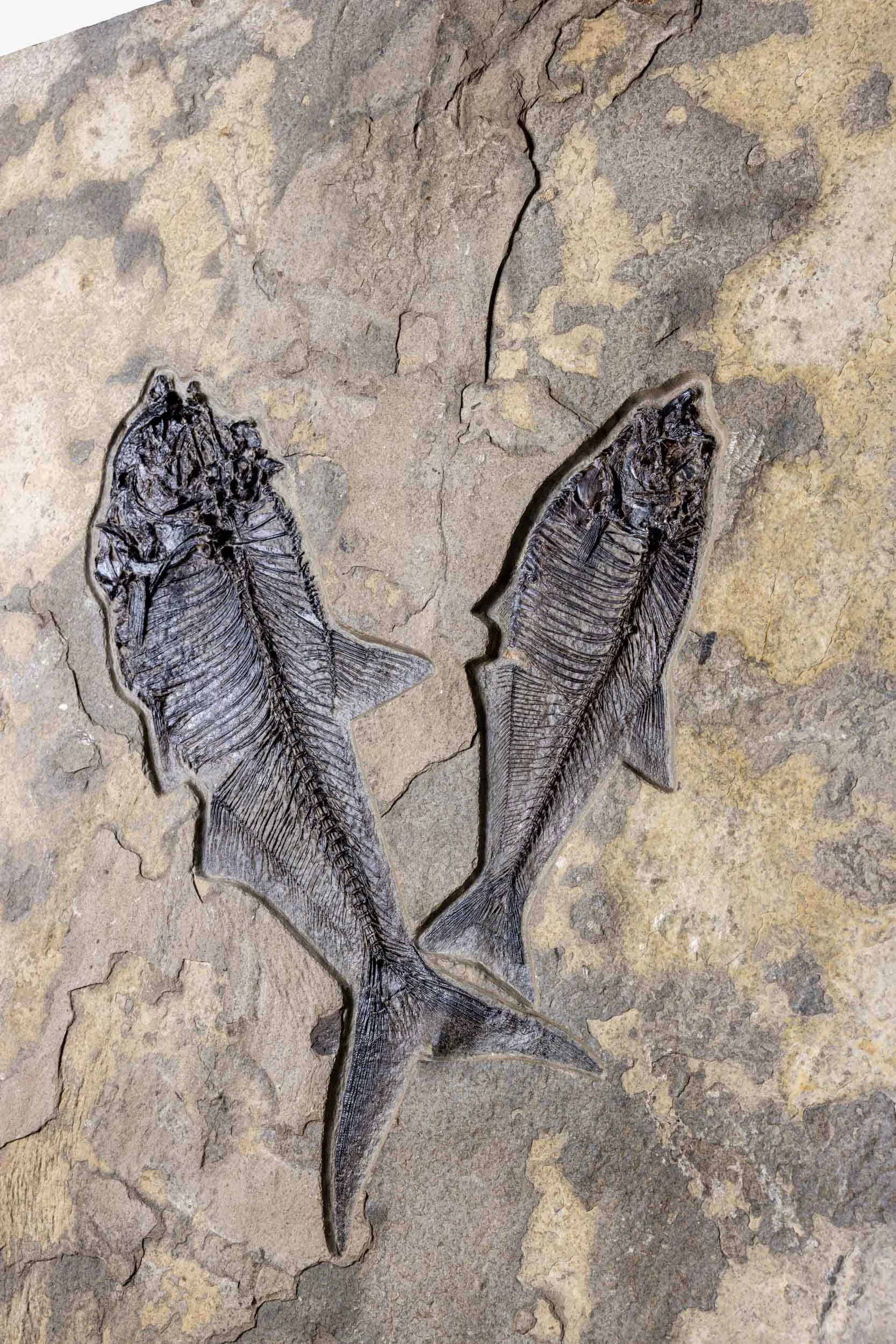 Fossilised Fish (The Lovers Fish)