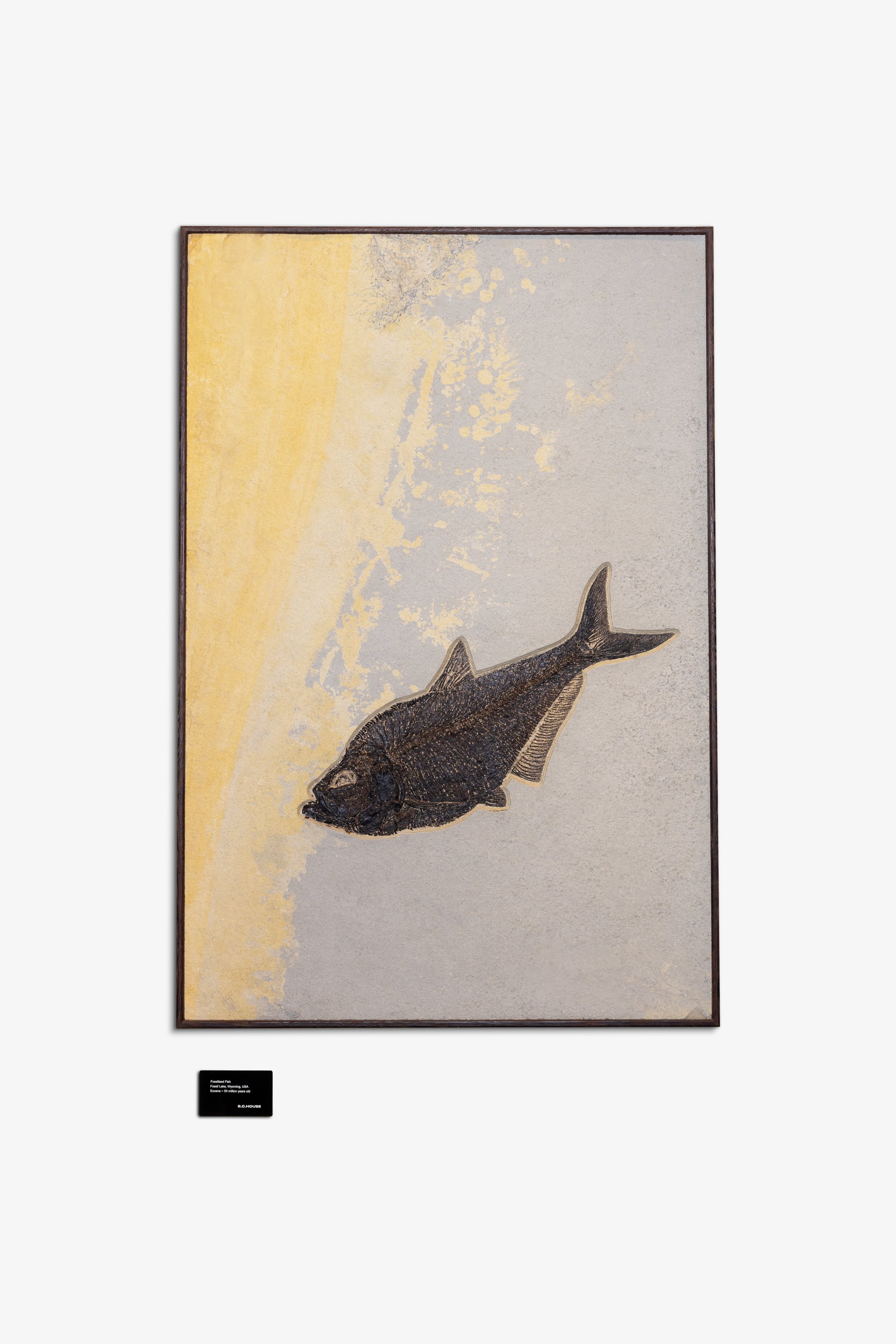 Fossilised Fish (single)